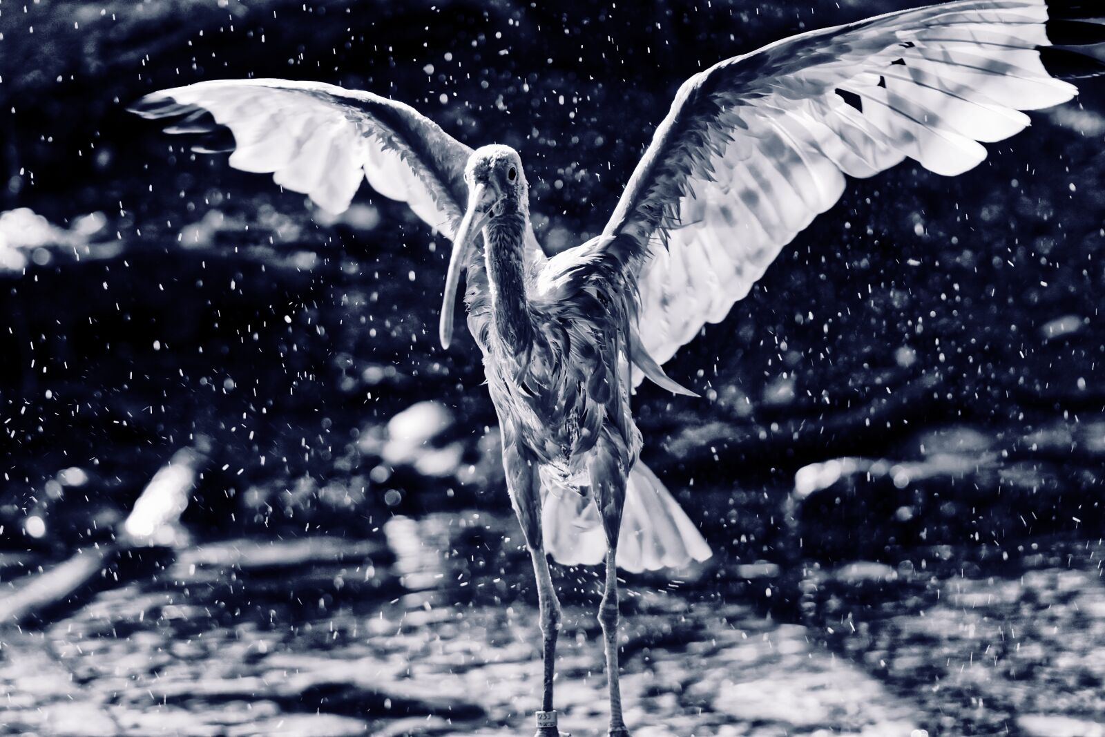 Nikon D7200 sample photo. Ibis, eudocimus ruber, scarlet photography