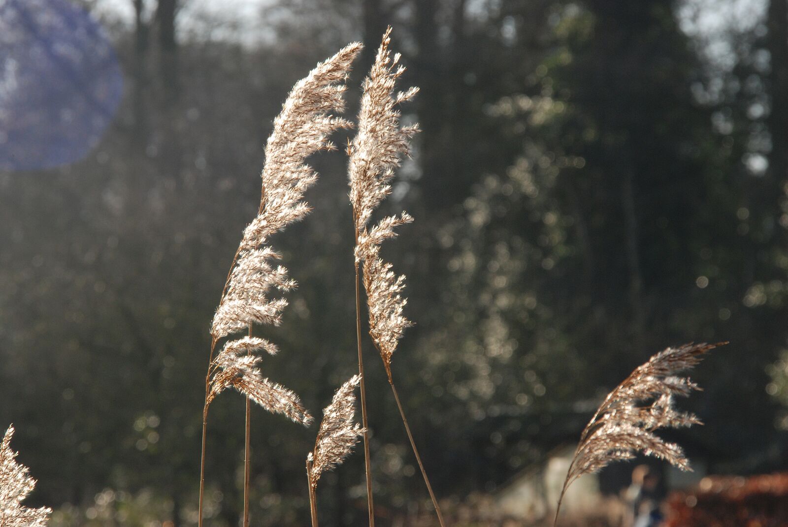 Nikon D80 sample photo. Culm, sun, sunlight photography