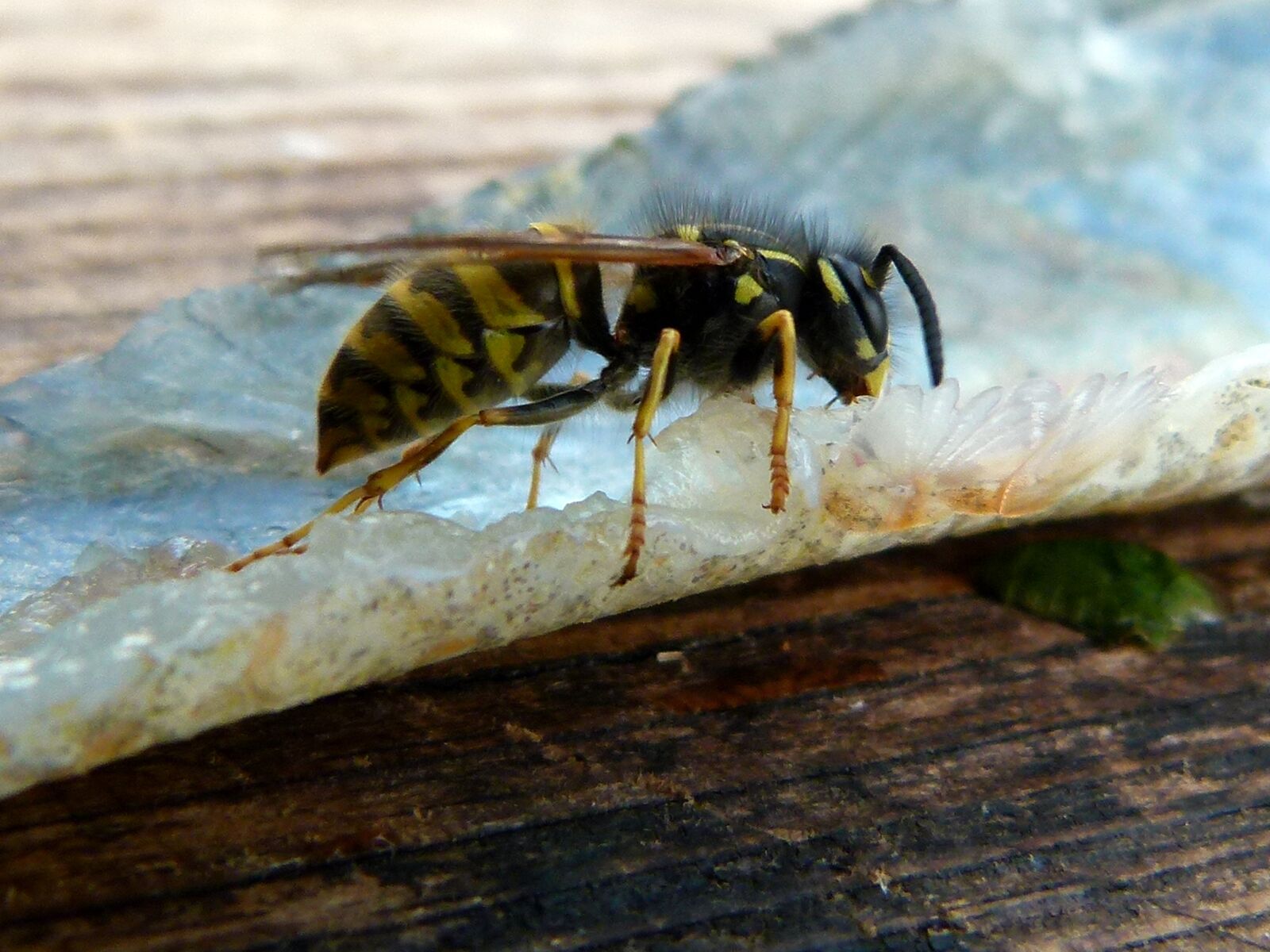 Panasonic Lumix DMC-FZ100 sample photo. Wasp, perch file, gutting photography