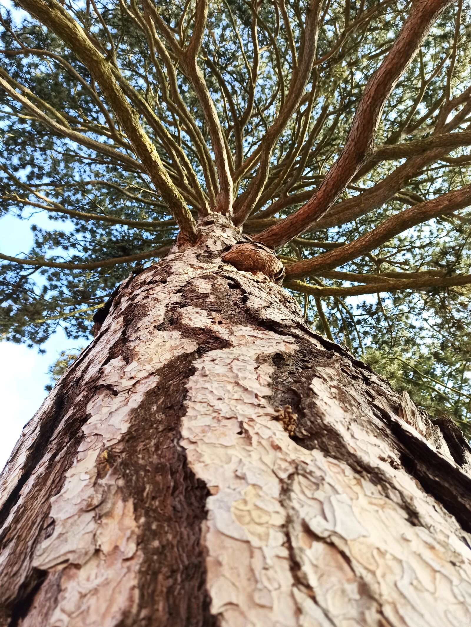 Xiaomi Redmi Note 8 Pro sample photo. Pine, tree, nature photography