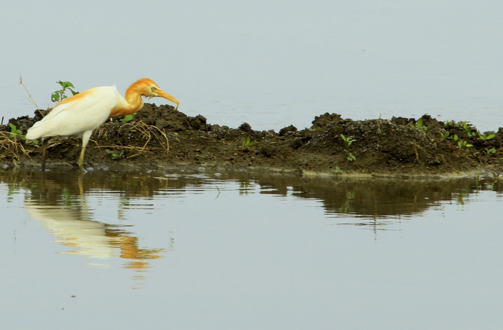 Canon EF-S 55-250mm F4-5.6 IS II sample photo. Bird, crane, nature photography