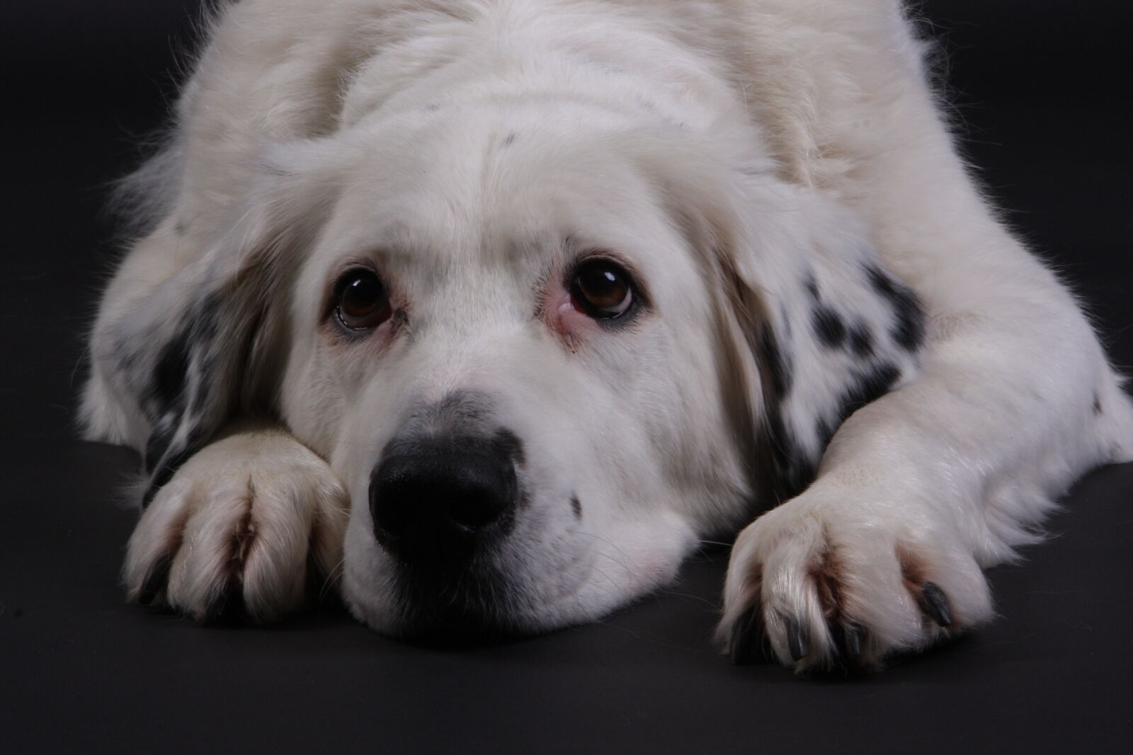 Canon EOS 40D sample photo. Dog, white, sweet photography