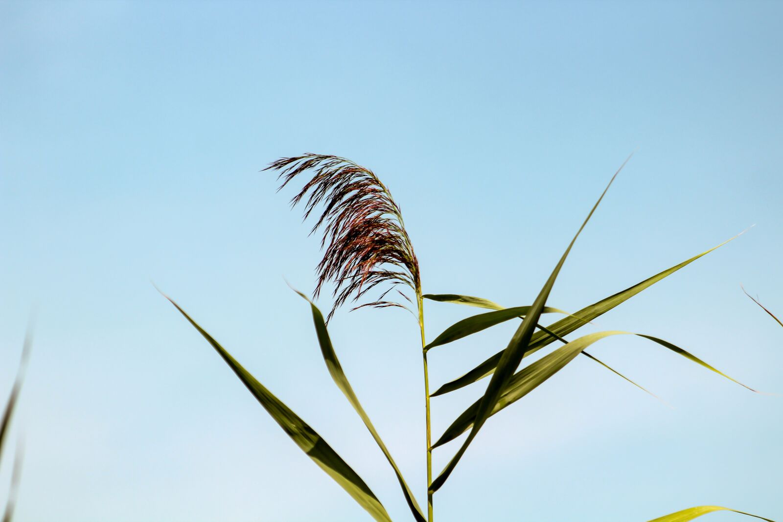 Canon EF75-300mm f/4-5.6 sample photo. Reed, villosa iris, aquatic photography