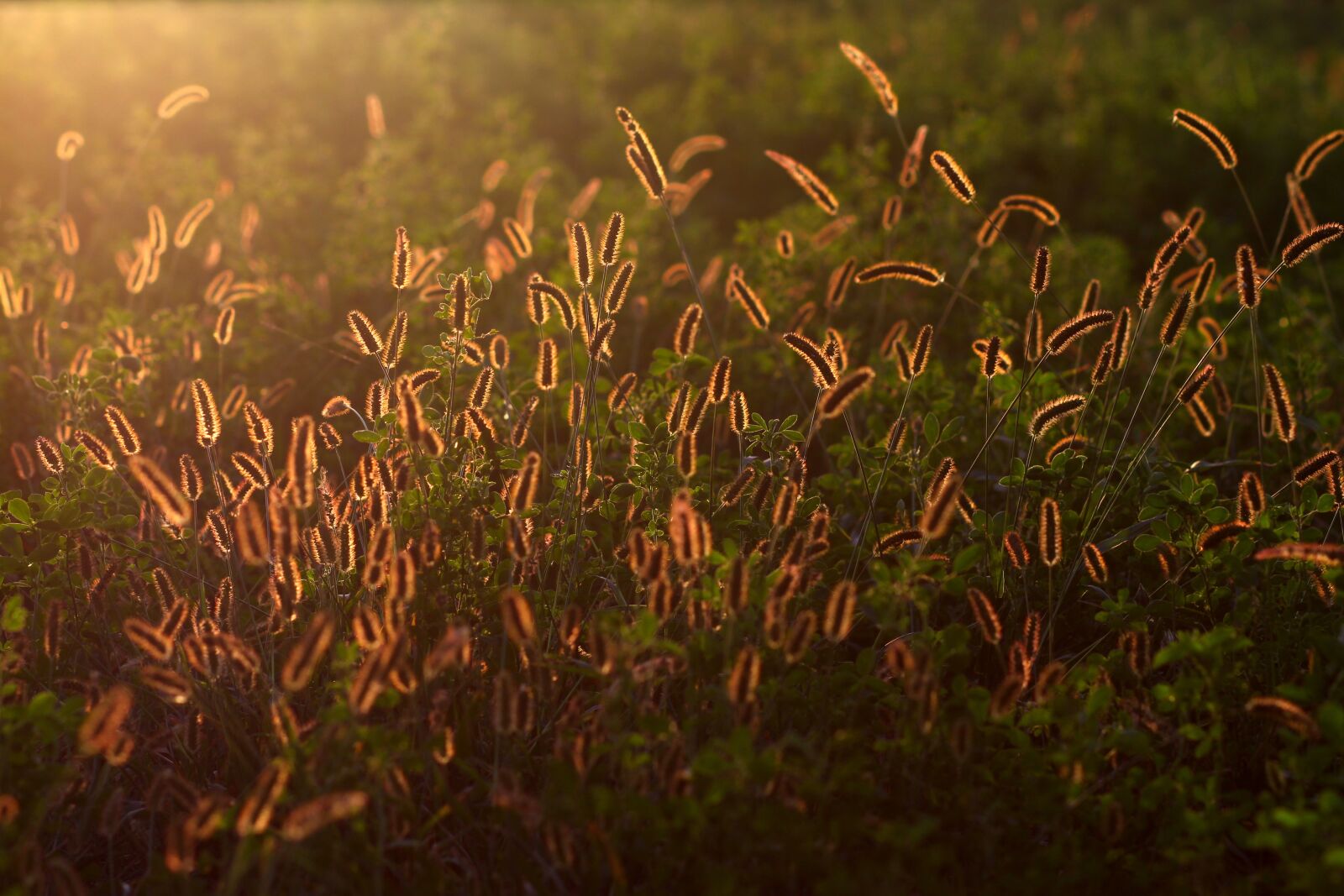 Canon EOS 700D (EOS Rebel T5i / EOS Kiss X7i) + Canon EF 85mm F1.8 USM sample photo. Spice, rays of the photography
