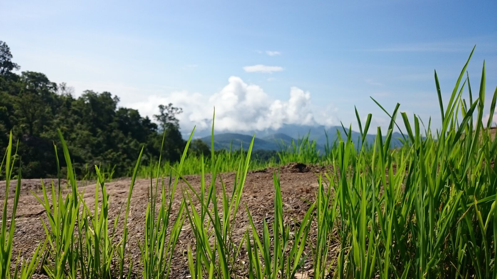 Sony Xperia Z1 sample photo. Landscape, grass, clouds photography