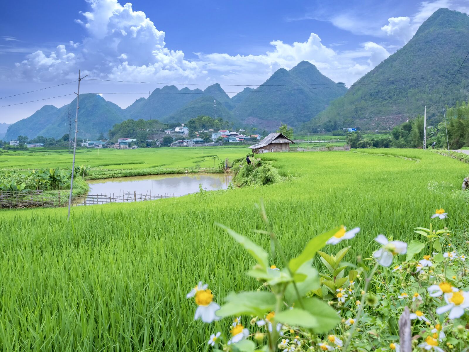 Olympus OM-D E-M1 Mark II + Olympus M.Zuiko Digital ED 12-40mm F2.8 Pro sample photo. Rice, green, cloud photography