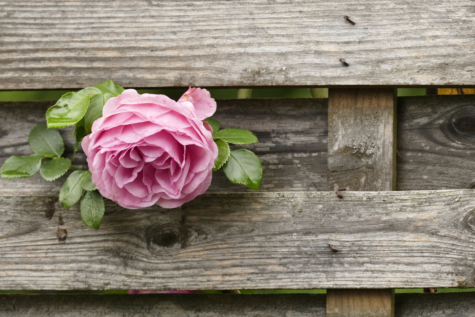 Panasonic Lumix DMC-FZ1000 sample photo. Rose, fence, pink photography