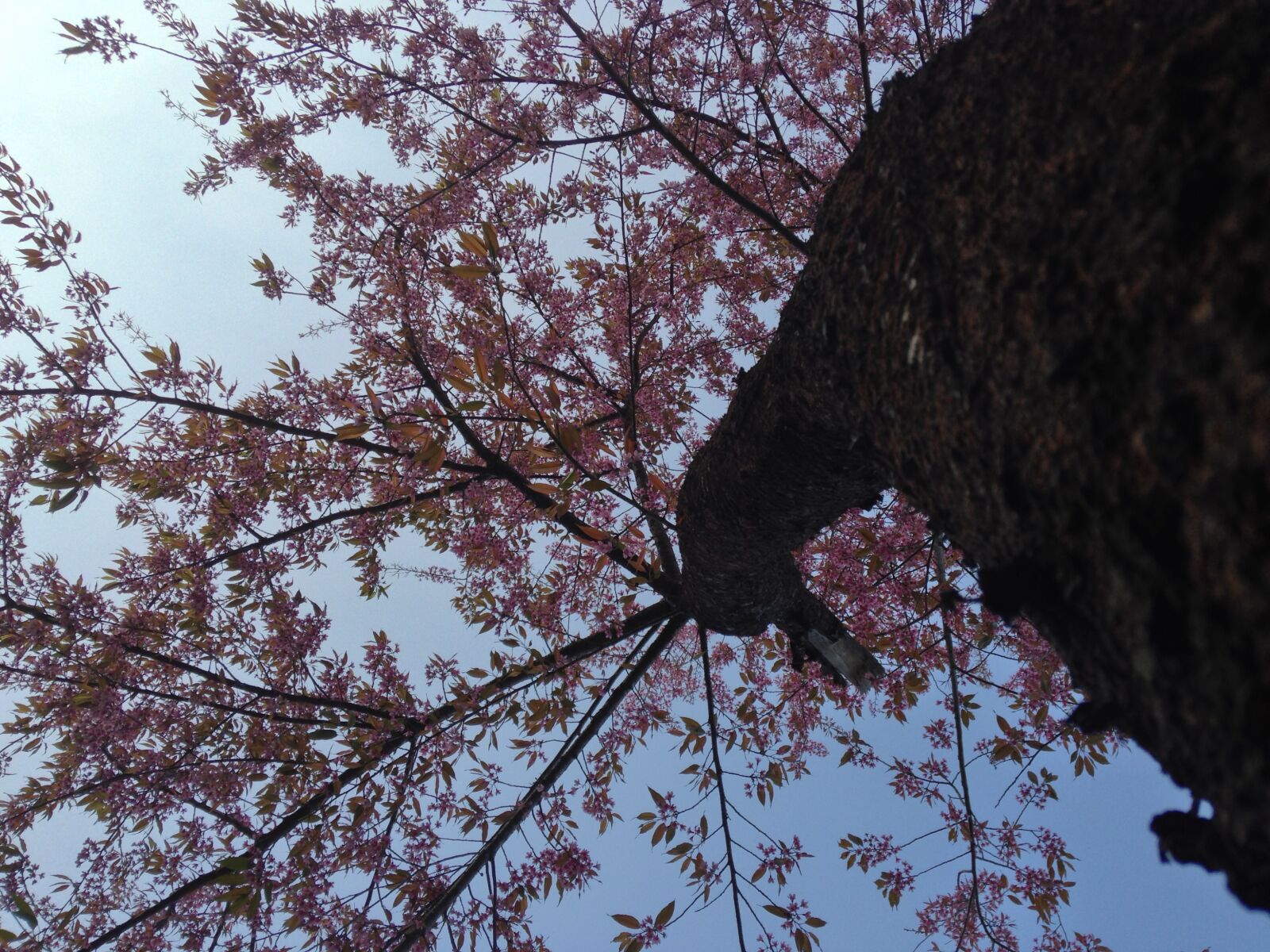 iPhone 5c back camera 4.12mm f/2.4 sample photo. Tree, pink, flowers photography