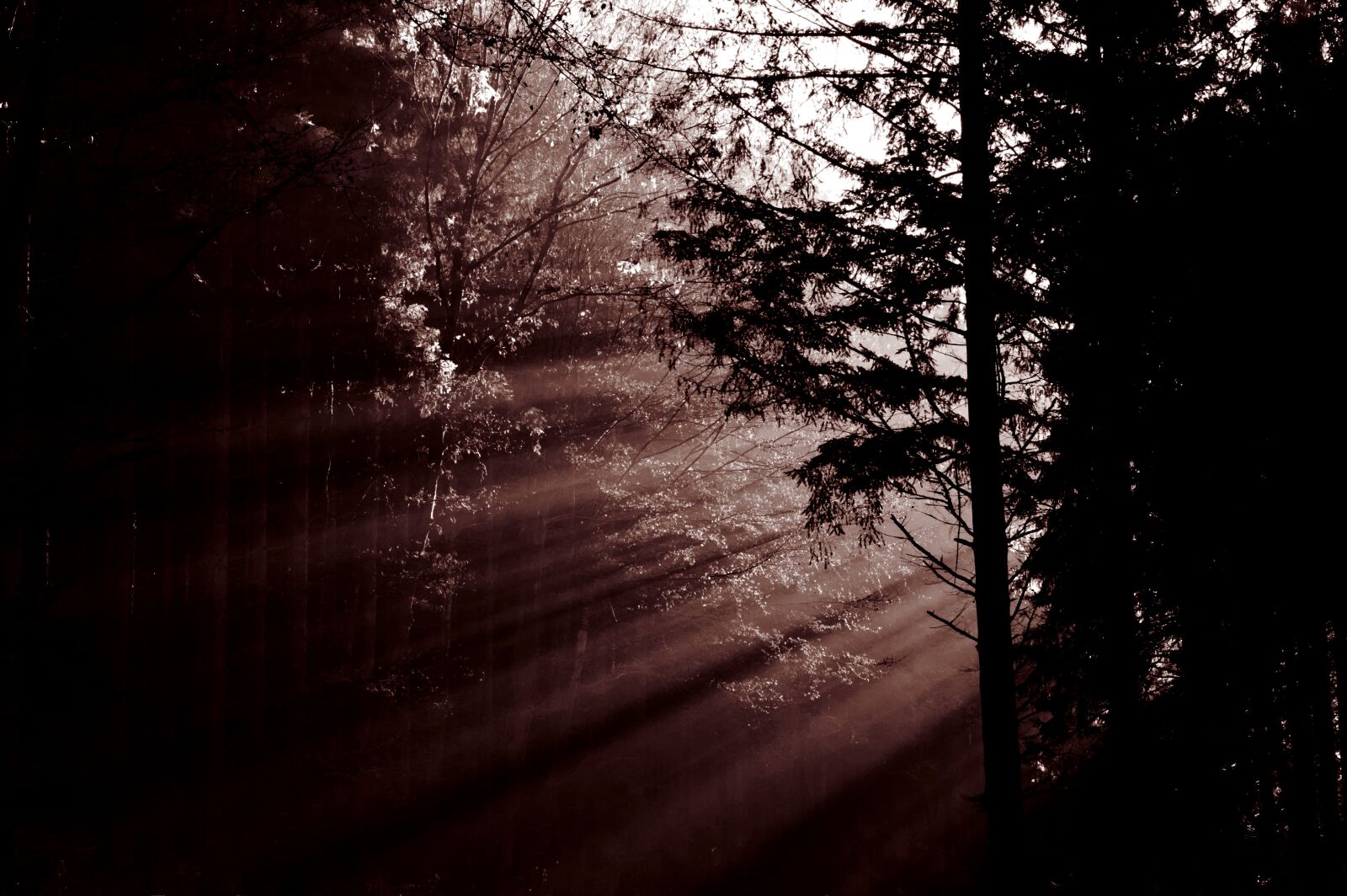 Canon EOS 80D sample photo. Forest, sunbeam, mood photography