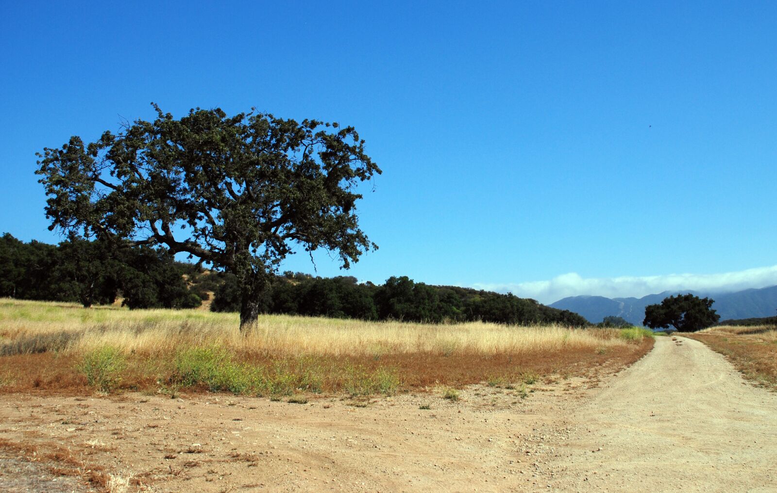 Nikon D80 sample photo. Nature, landscape, tree photography