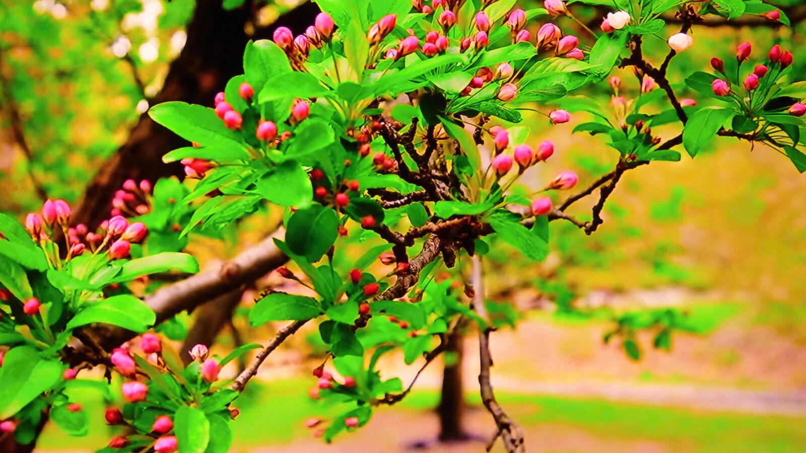 Panasonic DMC-FZ72 sample photo. Tree, branches, branch photography