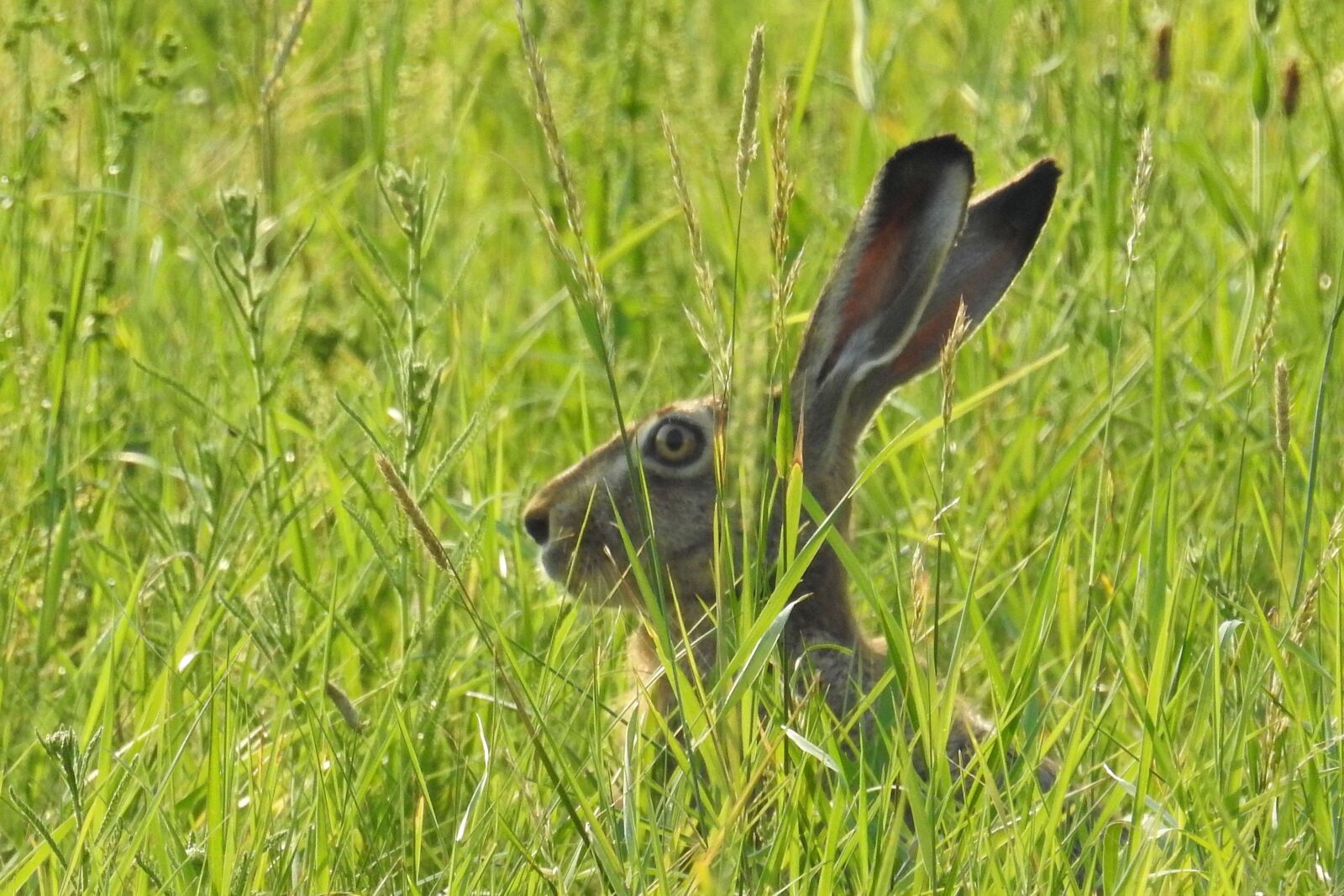 Nikon Coolpix P900 sample photo. Hare, hidden, mammal photography