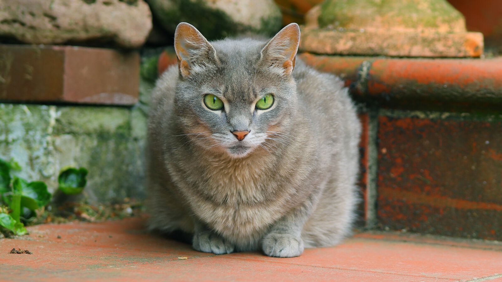 Canon EOS M50 (EOS Kiss M) sample photo. Cat, pet, fur photography