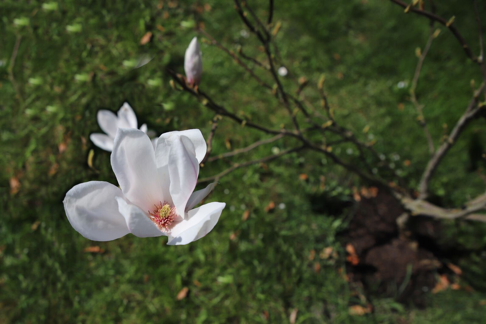 Canon EOS 6D Mark II sample photo. Nature, plant, spring photography