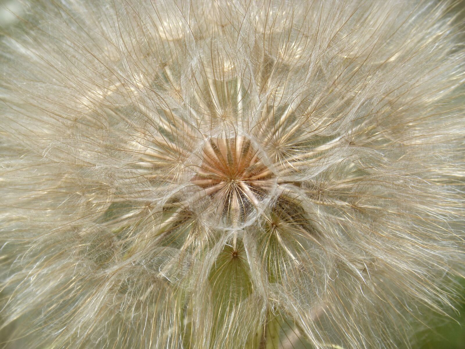 Panasonic DMC-FZ62 sample photo. Dandelion, plant architecture, vegeta photography