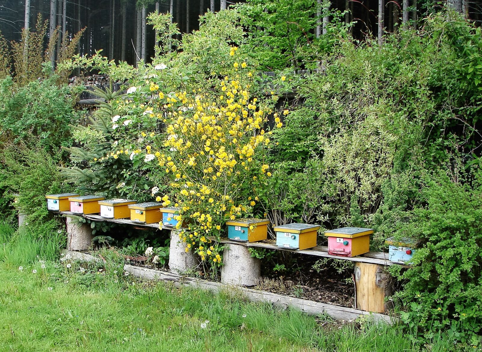 Sony DSC-H1 sample photo. Bee nursery, beehives, oplod photography