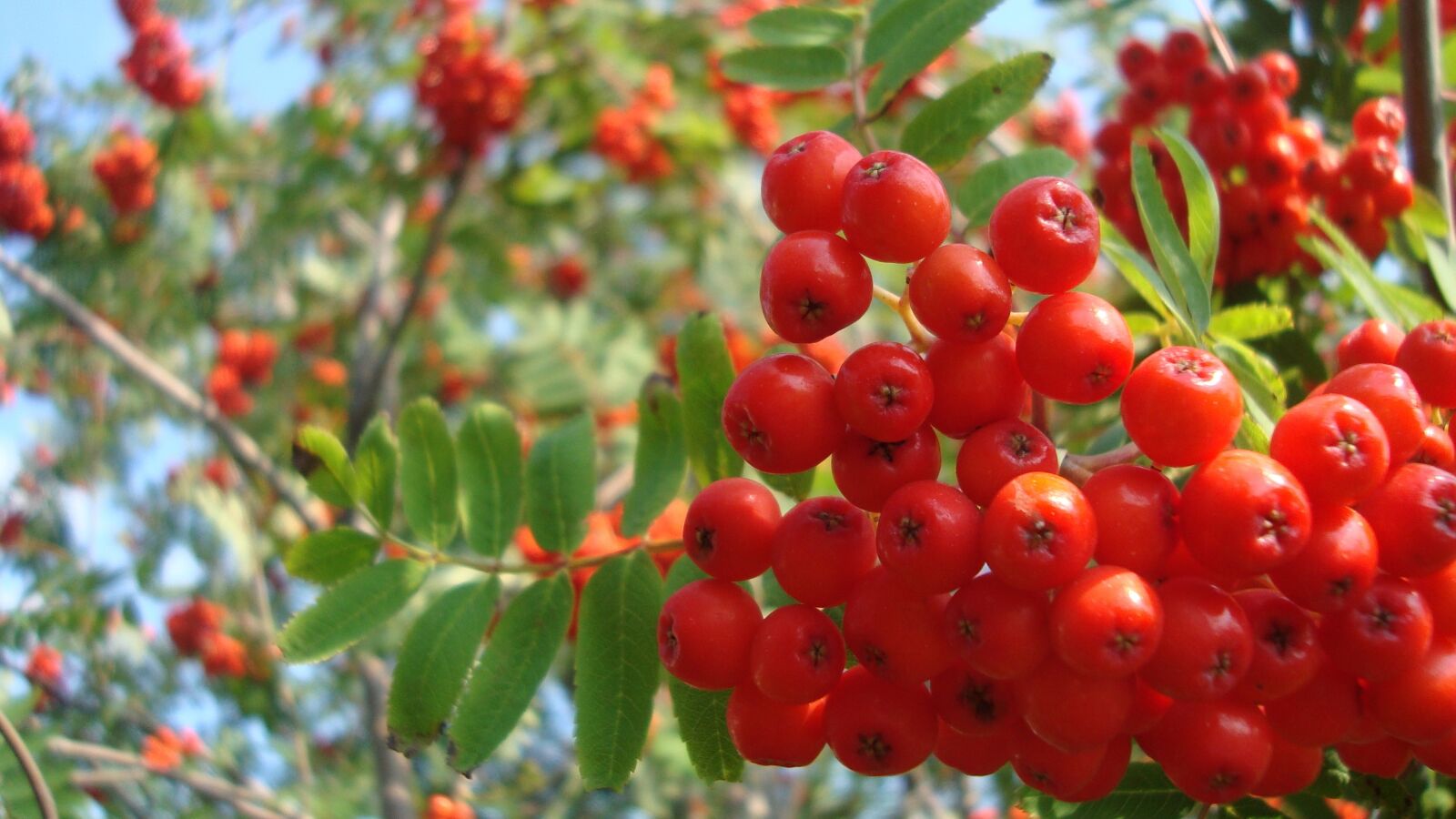 Sony Cyber-shot DSC-W120 sample photo. Dogberries, red, berries photography