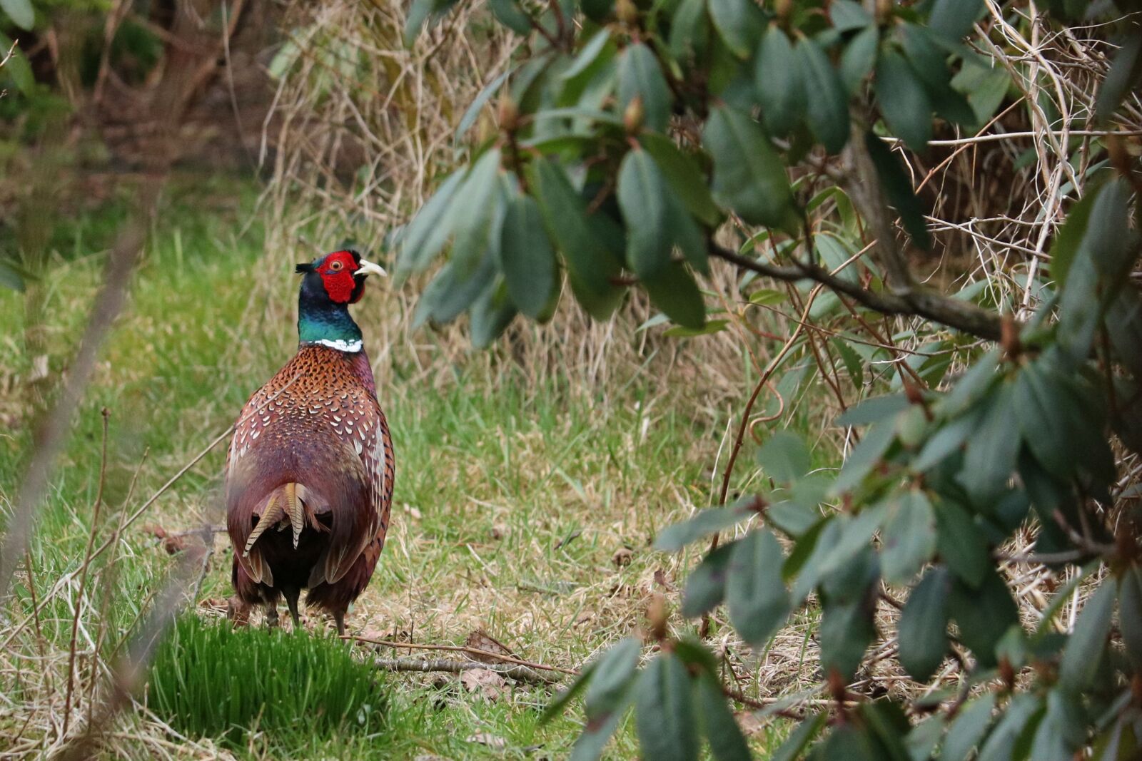 Canon EOS 750D (EOS Rebel T6i / EOS Kiss X8i) sample photo. Nature, bird, tree photography