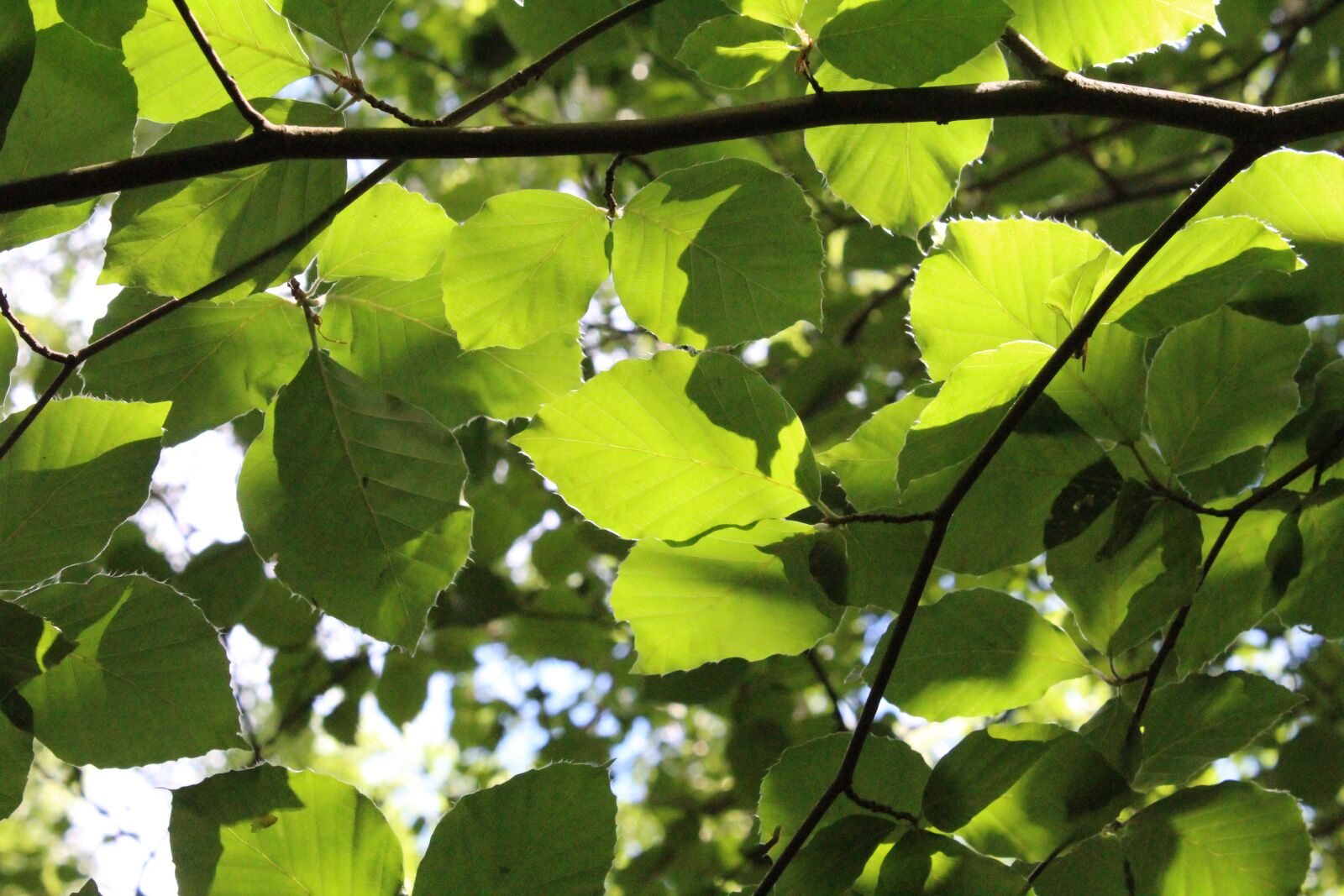 Canon EOS 1300D (EOS Rebel T6 / EOS Kiss X80) sample photo. Beech, leaves, wood photography