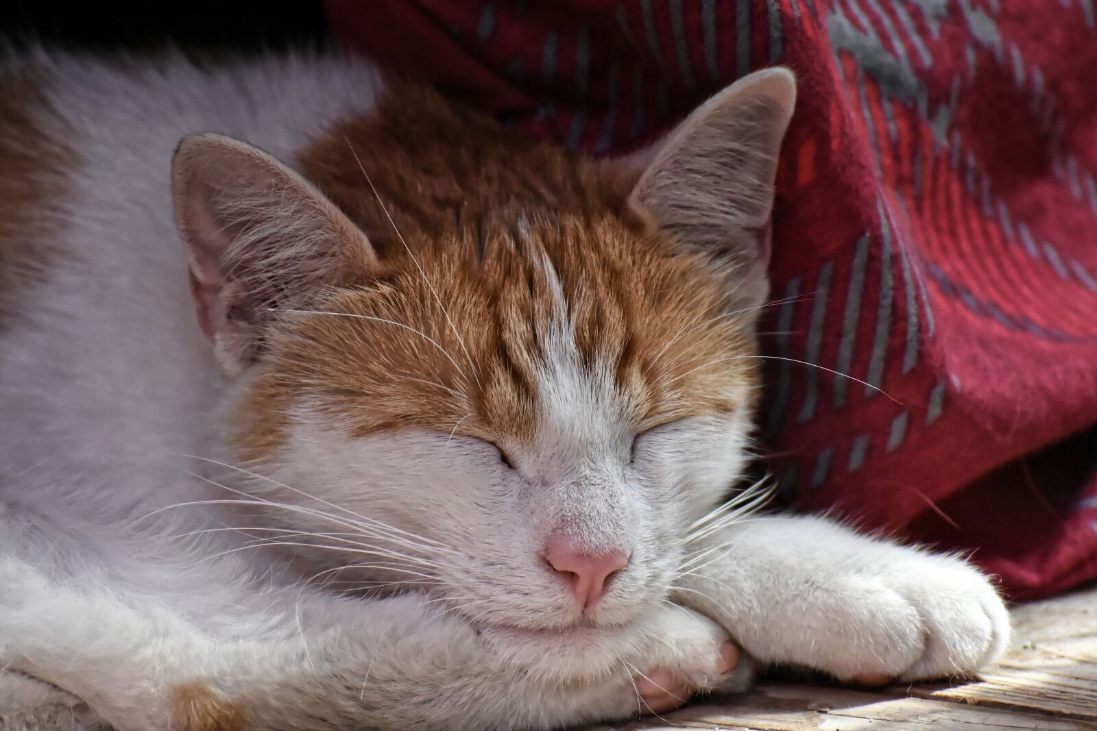 Nikon D7200 sample photo. Cat, sleeping, pet photography