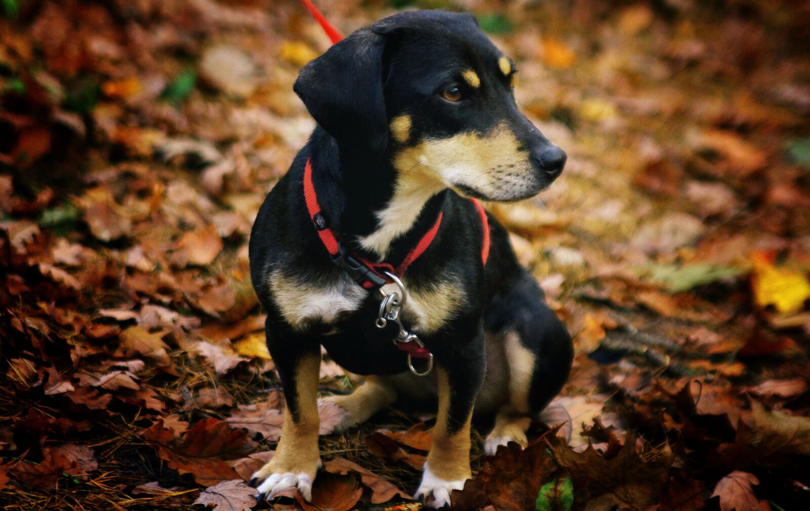 Canon EOS 50D sample photo. Dog, animal, doggy photography