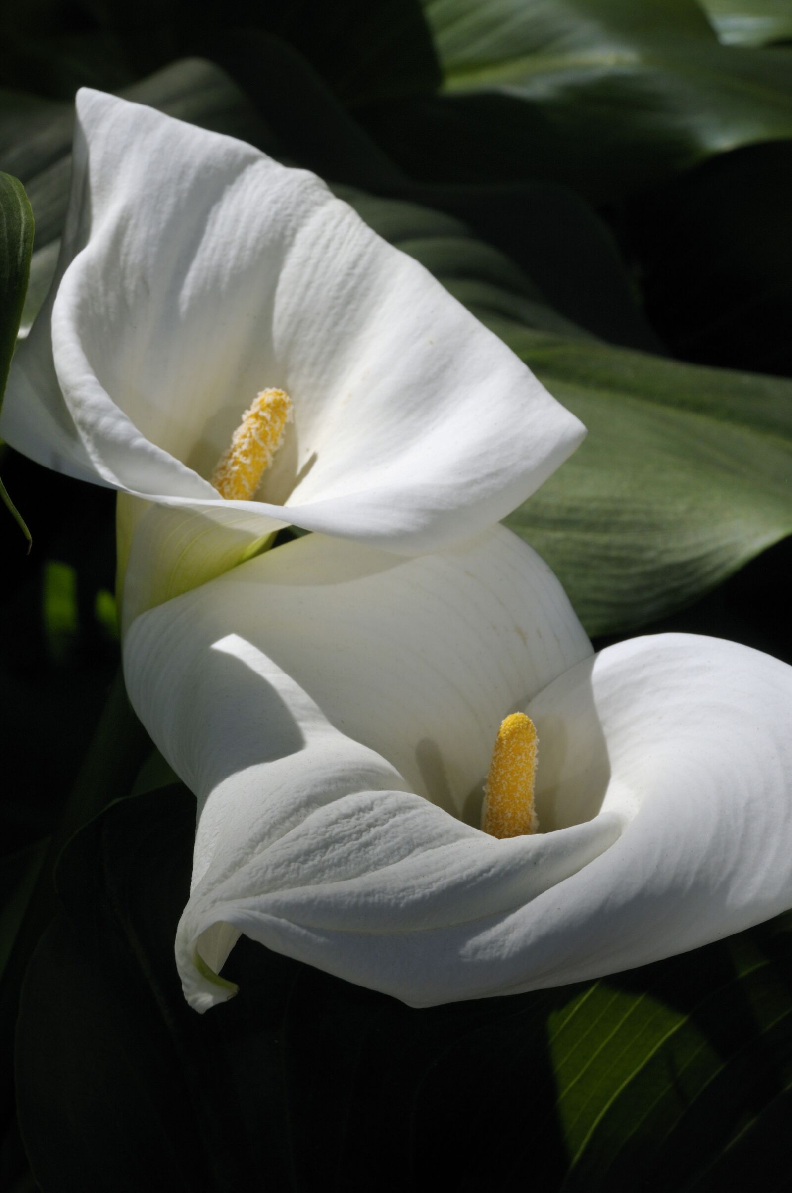 Nikon D300 sample photo. Orchid, flower, blossom photography