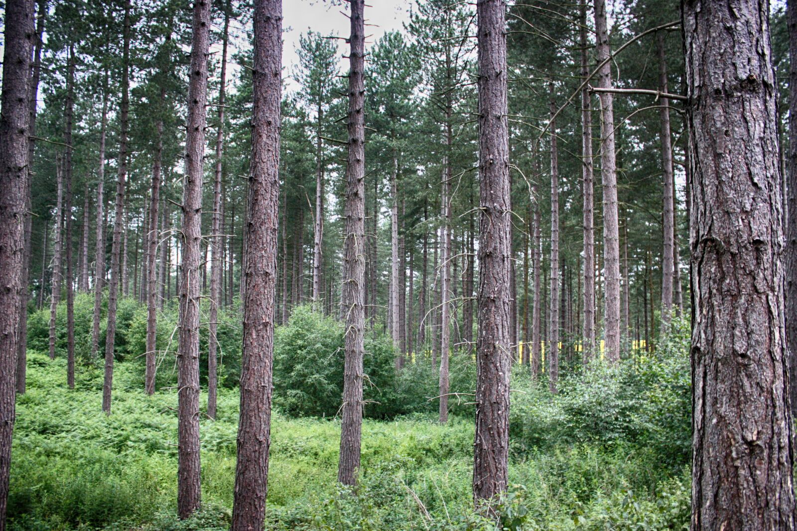 Canon EOS 450D (EOS Rebel XSi / EOS Kiss X2) sample photo. Forest, trees, wood photography