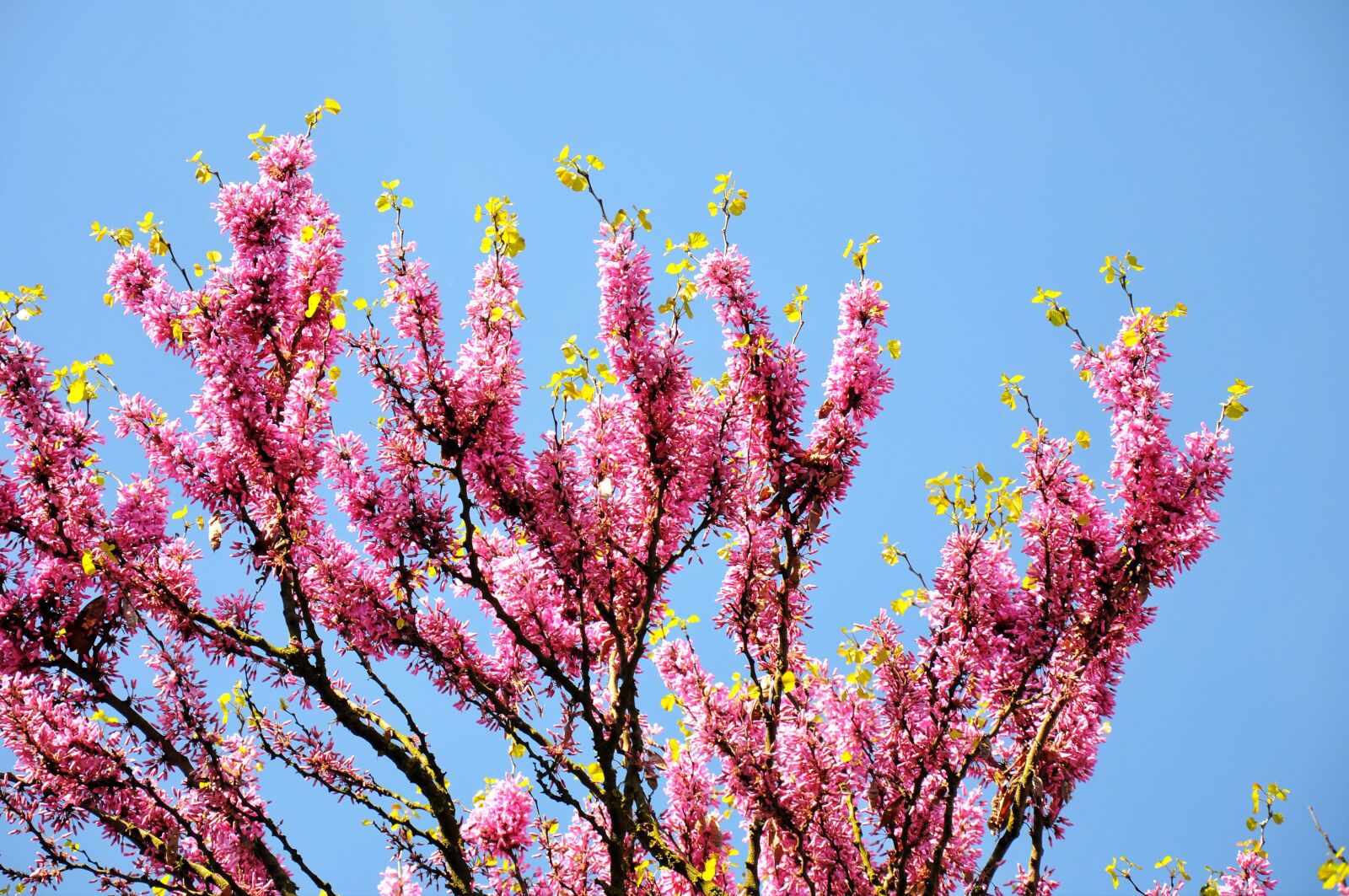 Nikon D90 sample photo. Judas tree, spring, bloom photography
