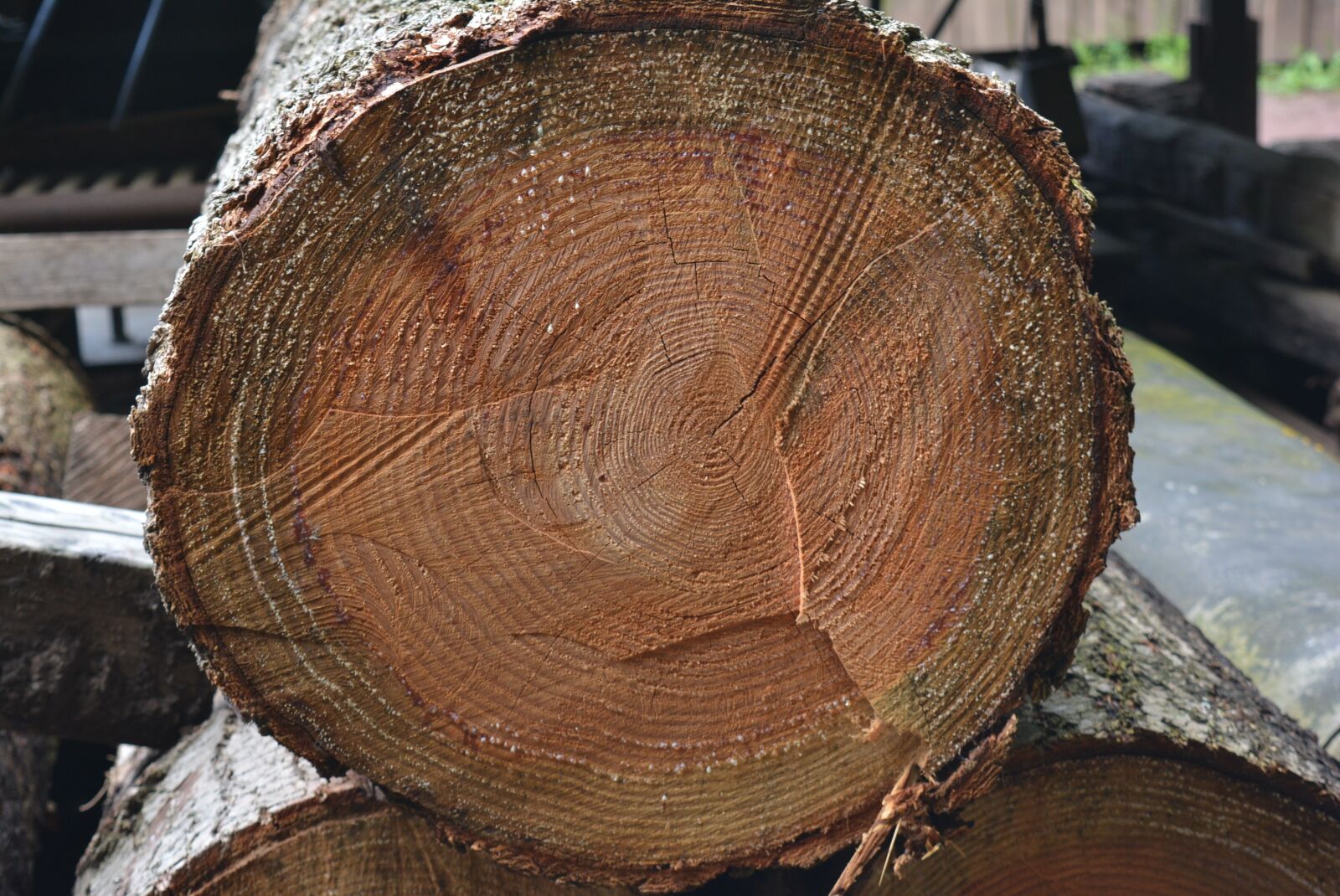Nikon D5200 sample photo. Log, annual rings, wood photography