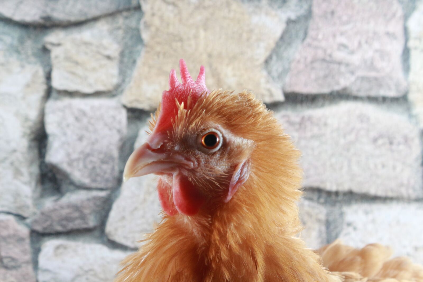 Canon EF-S 18-55mm F3.5-5.6 IS sample photo. Chicken, feather, close photography