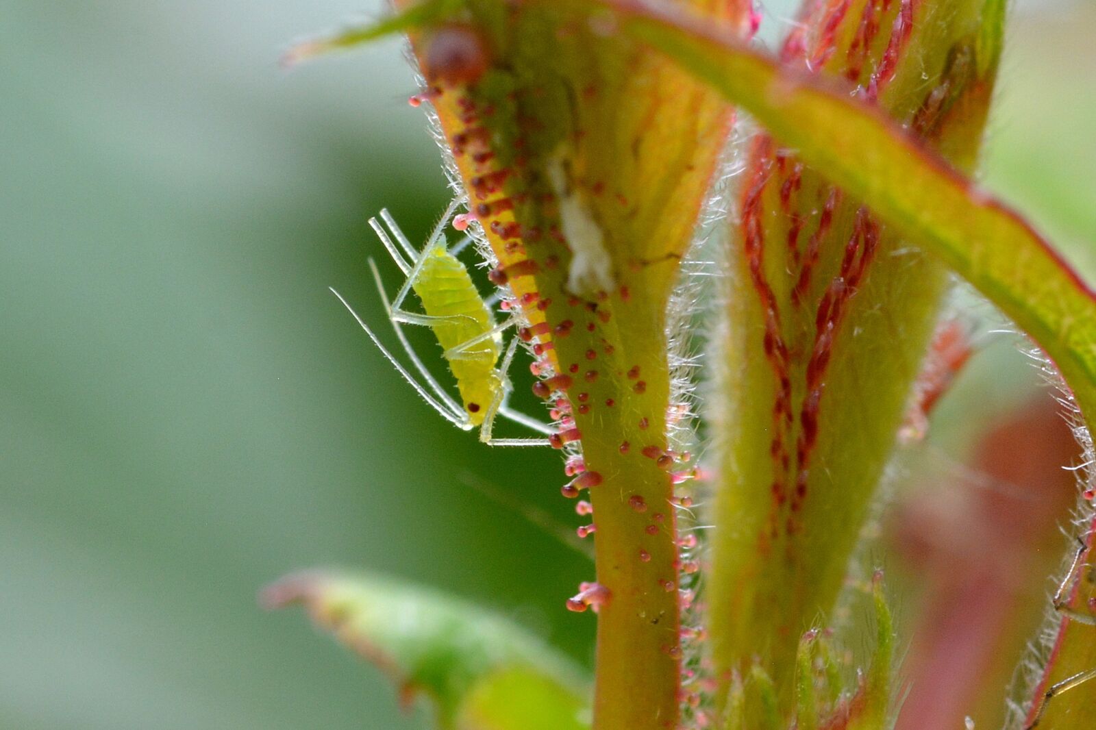Nikon D5200 sample photo. Large rose aphid, louse photography