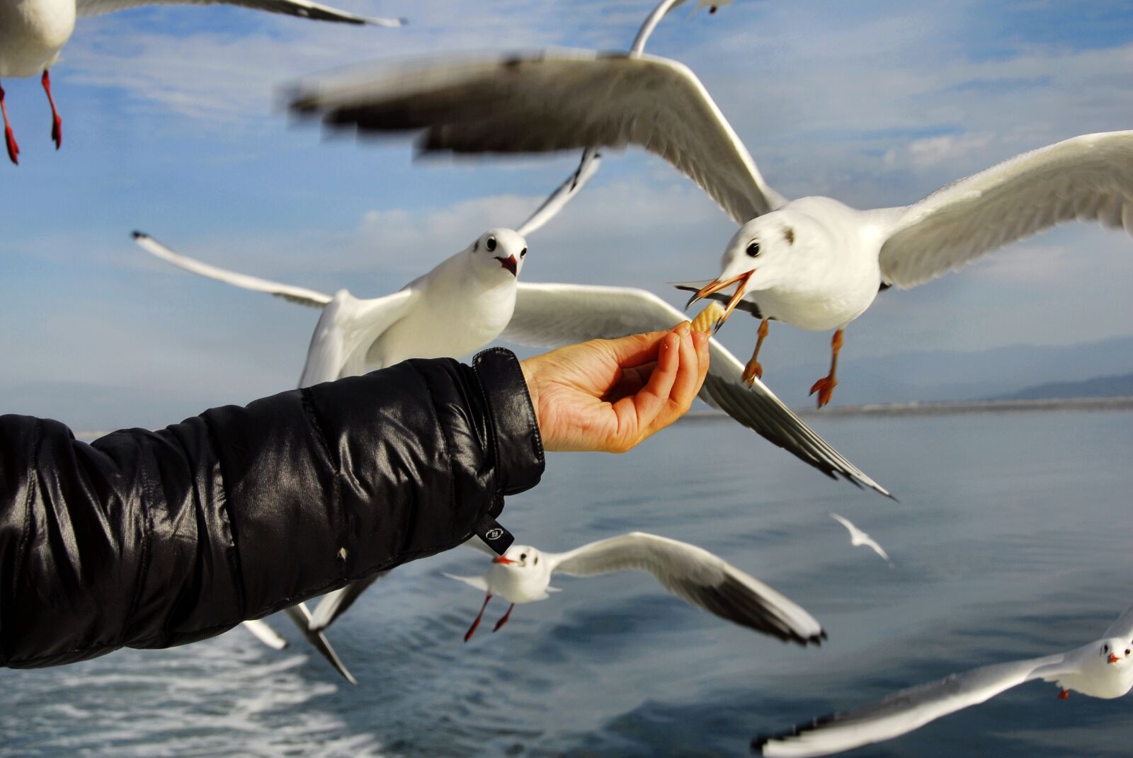 Nikon D200 sample photo. Seagull, birds, japan sea photography