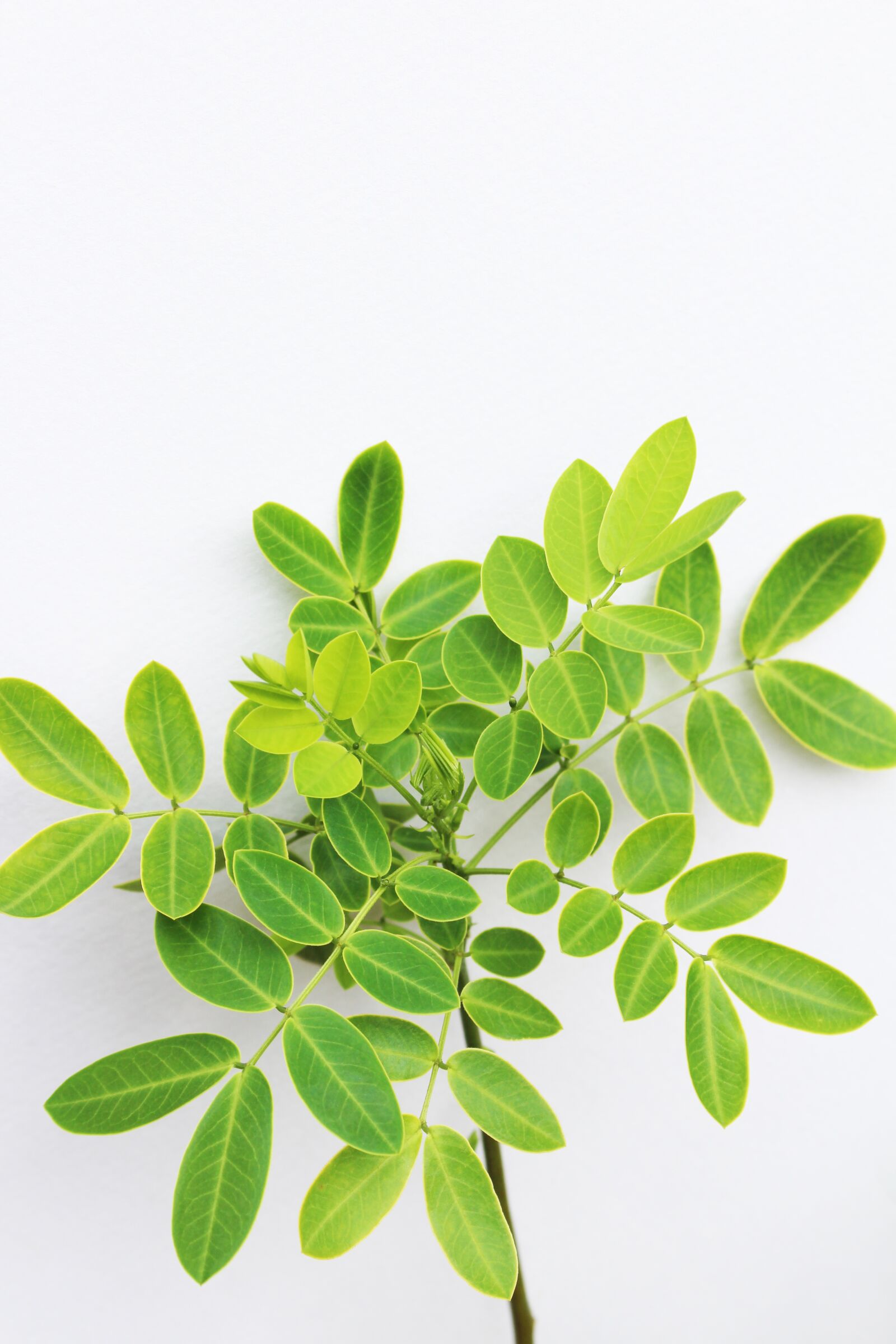 Canon EOS 700D (EOS Rebel T5i / EOS Kiss X7i) sample photo. Cassia, green, plant photography