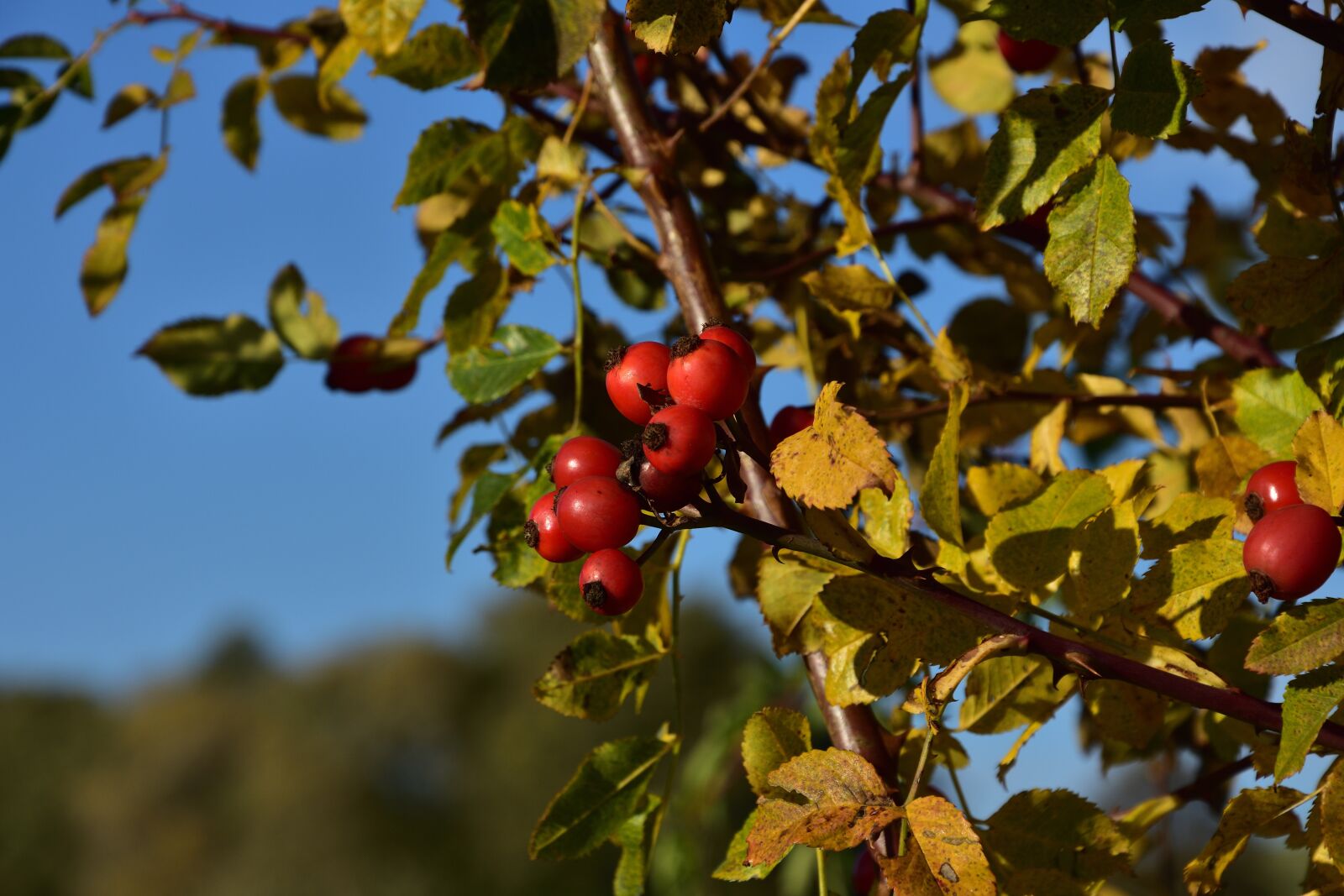 Nikon D3400 sample photo. Autumn, hip, bush photography