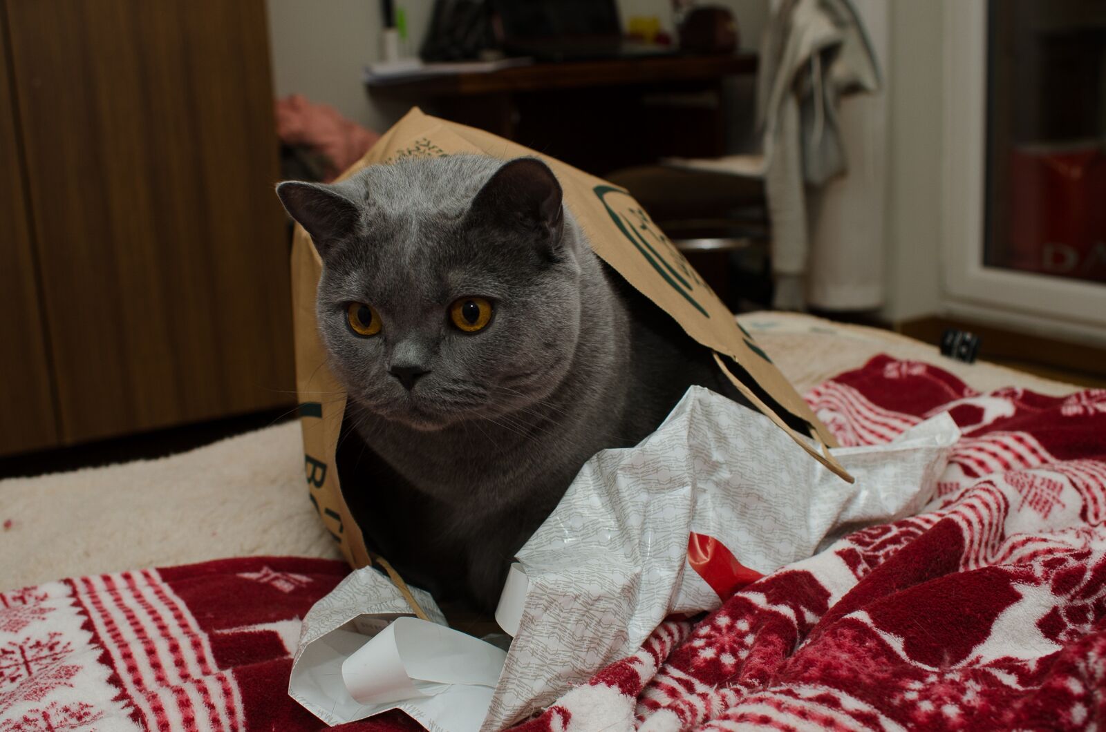 Nikon D7000 sample photo. Animal, cat, thinking cat photography