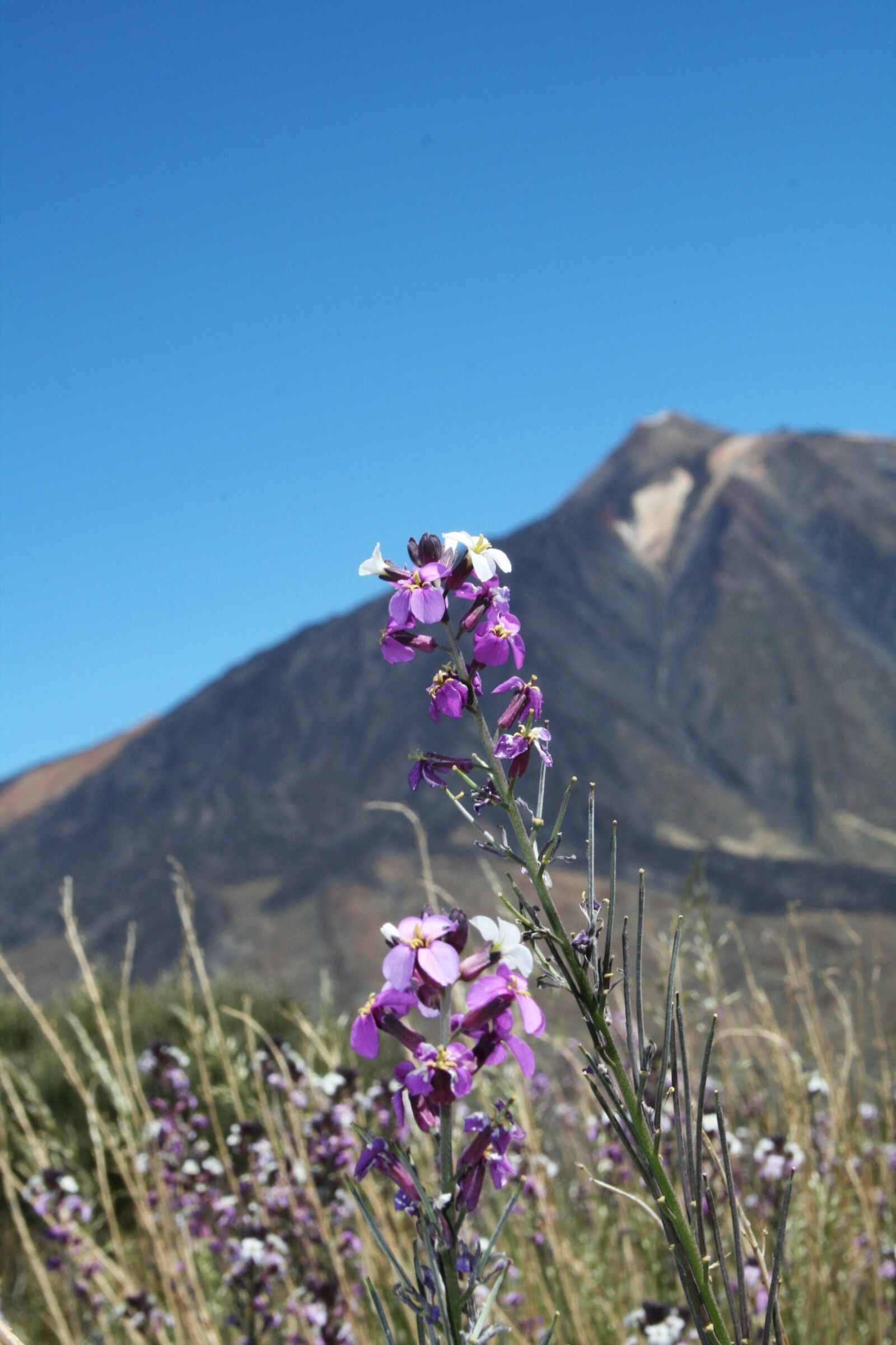 Canon EOS 400D (EOS Digital Rebel XTi / EOS Kiss Digital X) sample photo. Canary islands, teide national photography