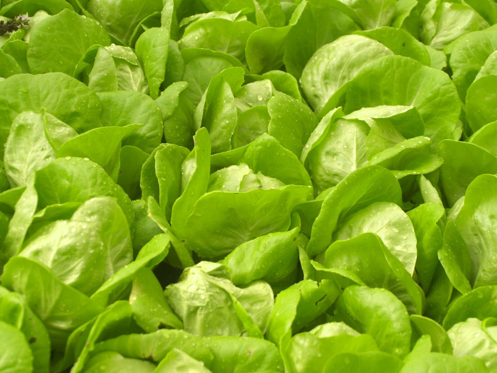 Olympus E-300 (EVOLT E-300) sample photo. Farm, market, hydroponic photography