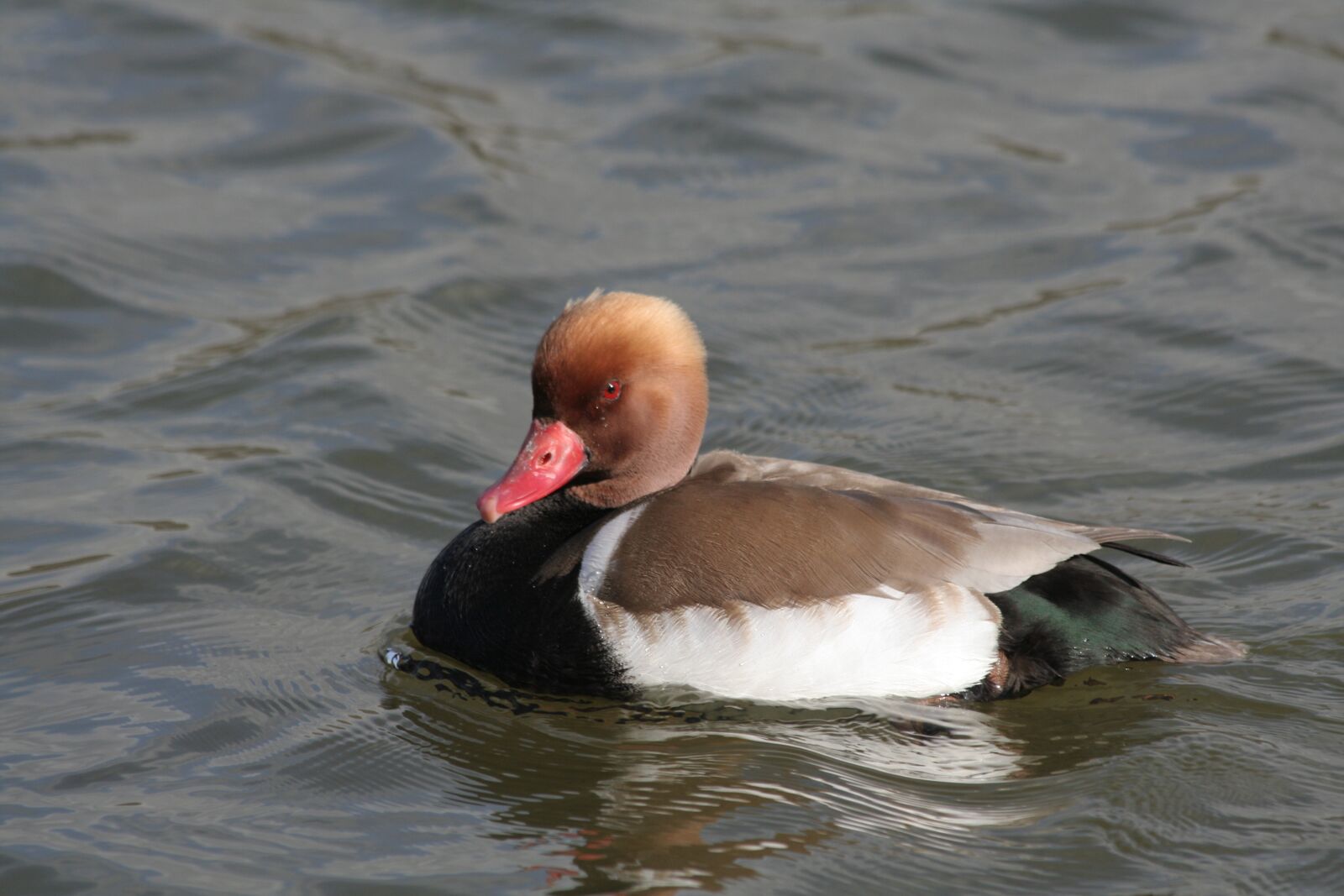 Canon EOS 350D (EOS Digital Rebel XT / EOS Kiss Digital N) sample photo. Duck, colorado, ave photography