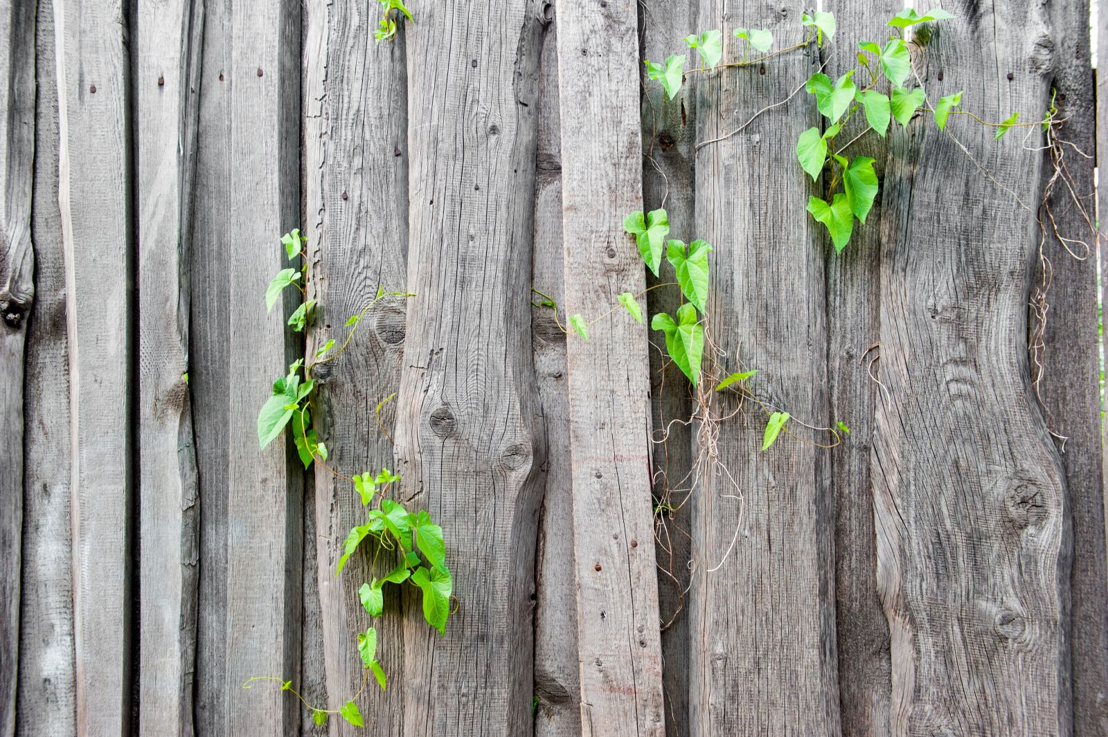 Nikon D700 sample photo. Fence, texture, old photography