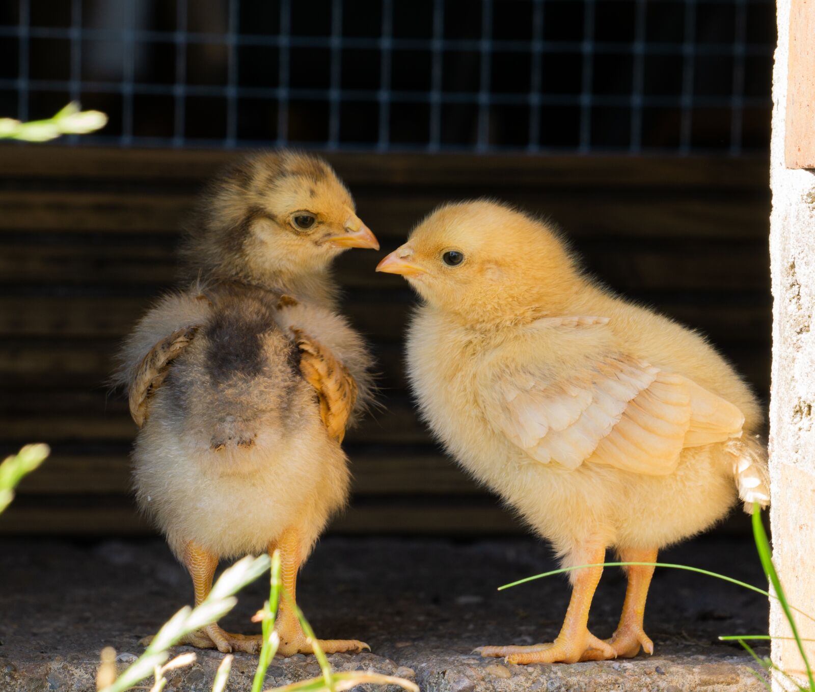 Sony a6000 sample photo. Chicks, small, yellow photography