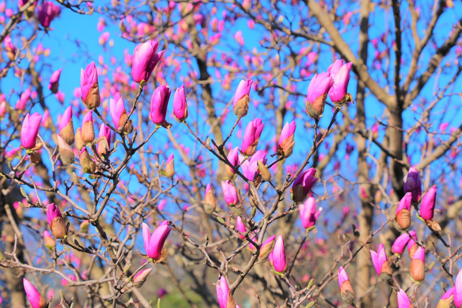 Canon EF 24-105mm F4L IS II USM sample photo. Magnolia, spring, flower photography