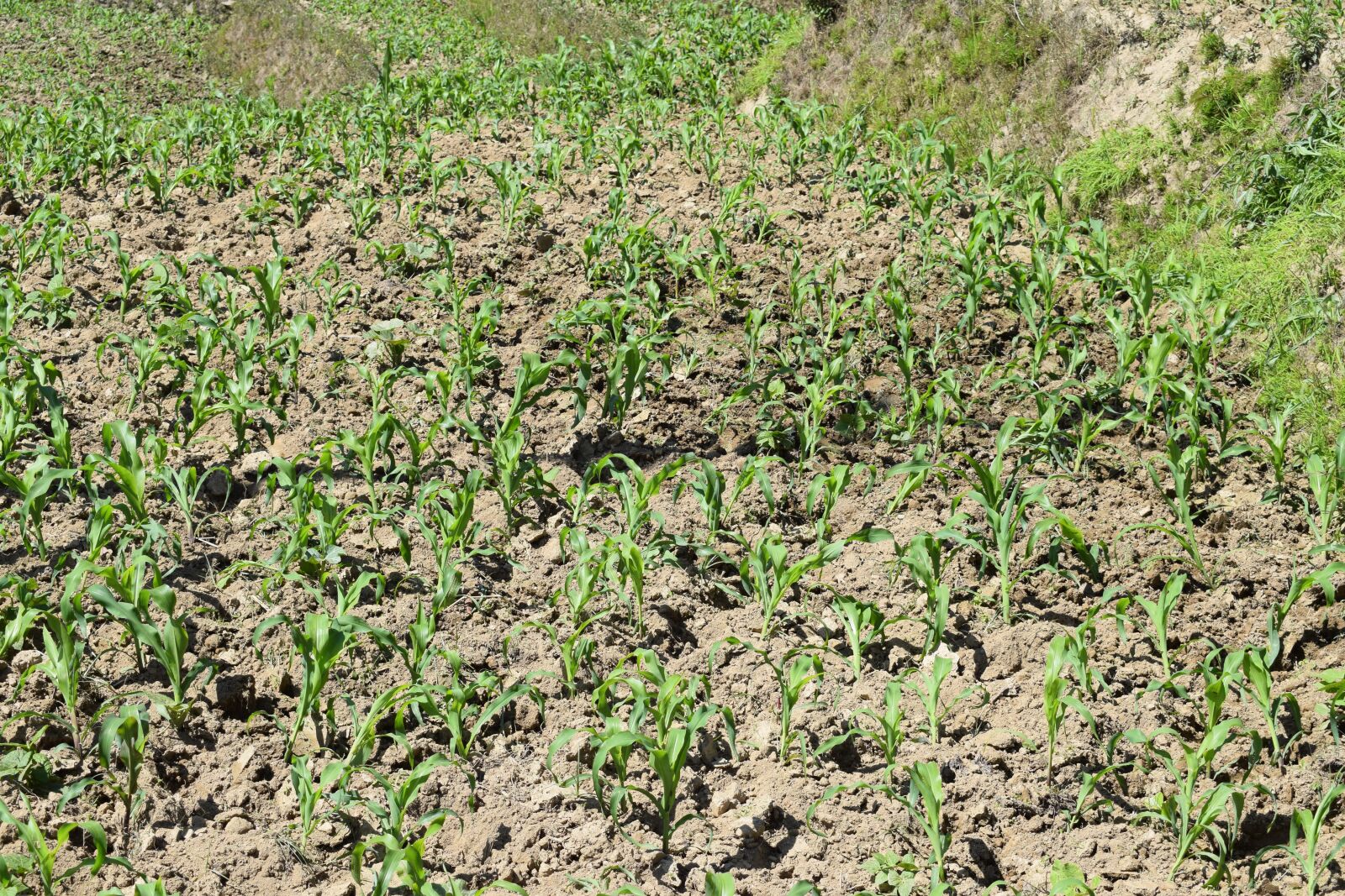 Nikon D5300 sample photo. Corn farming, corn, farm photography