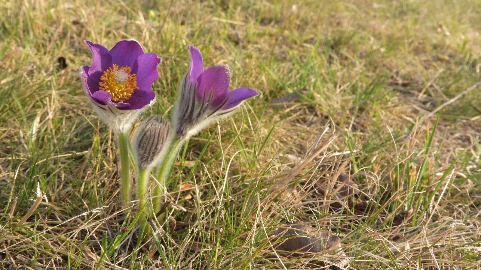 Nikon Coolpix P610 sample photo. Pulsatilla patens, pasque flower photography