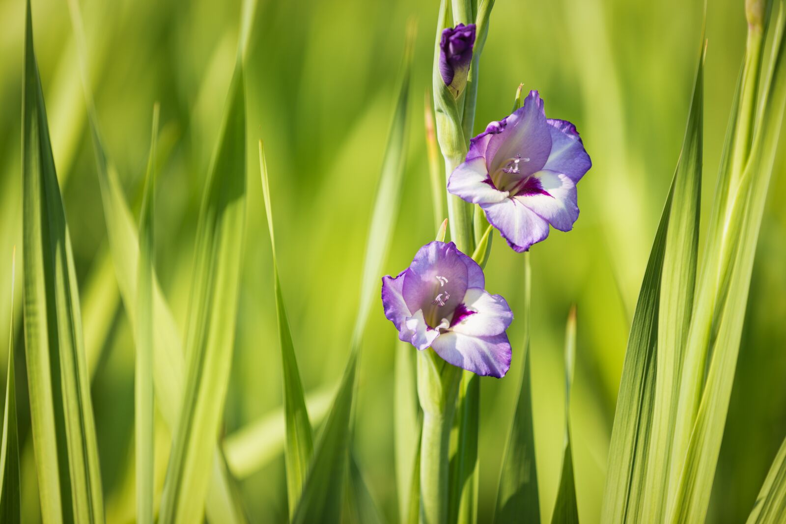Canon EOS 6D sample photo. Flower, plant, outdoors photography