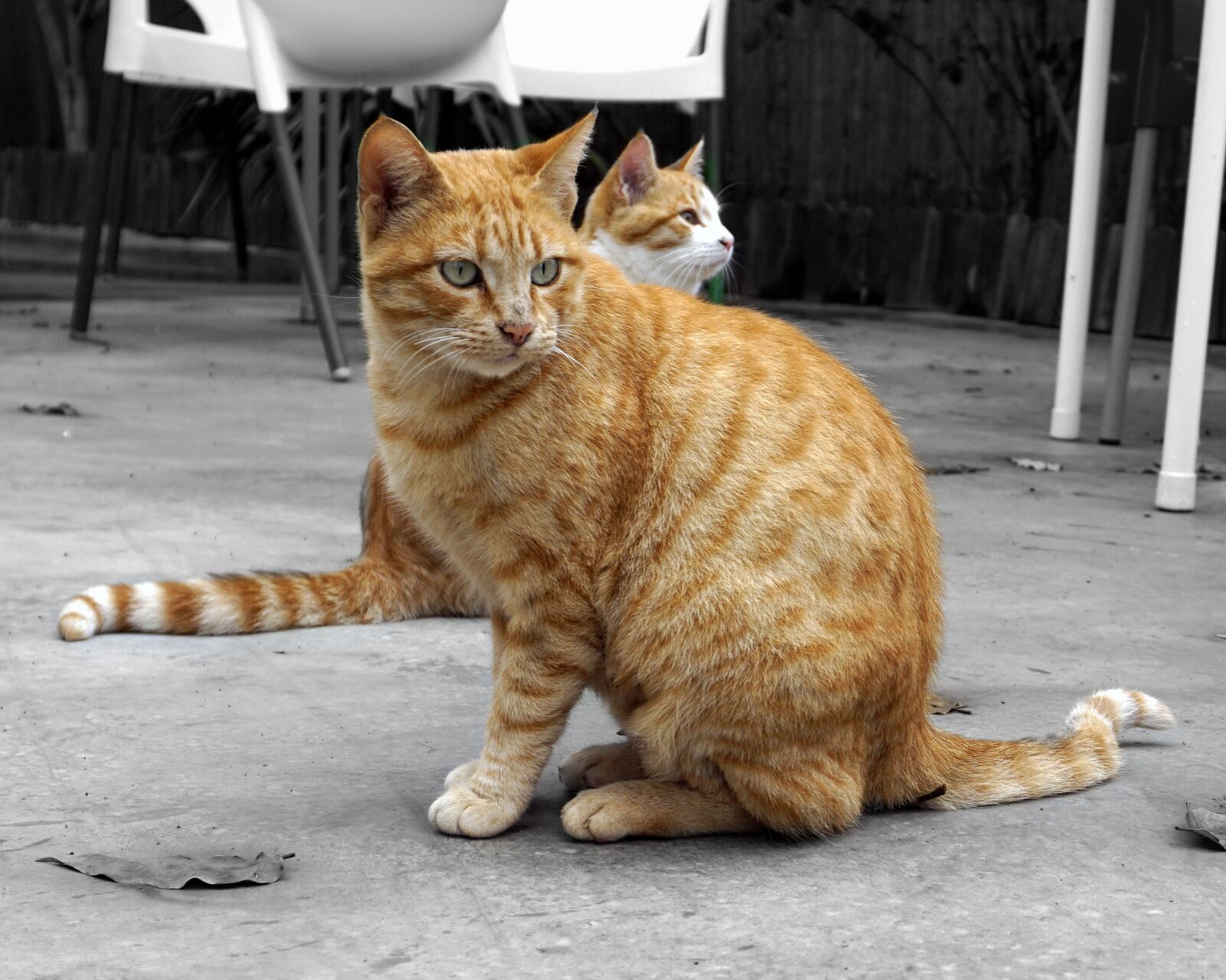 Sony a6000 sample photo. Cats, animals, pets photography