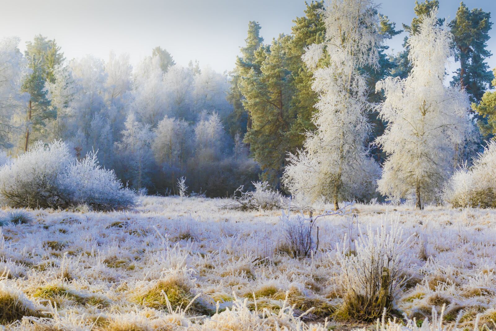 Canon EF 50mm F1.4 USM sample photo. Hoarfrost, rimer, cold photography