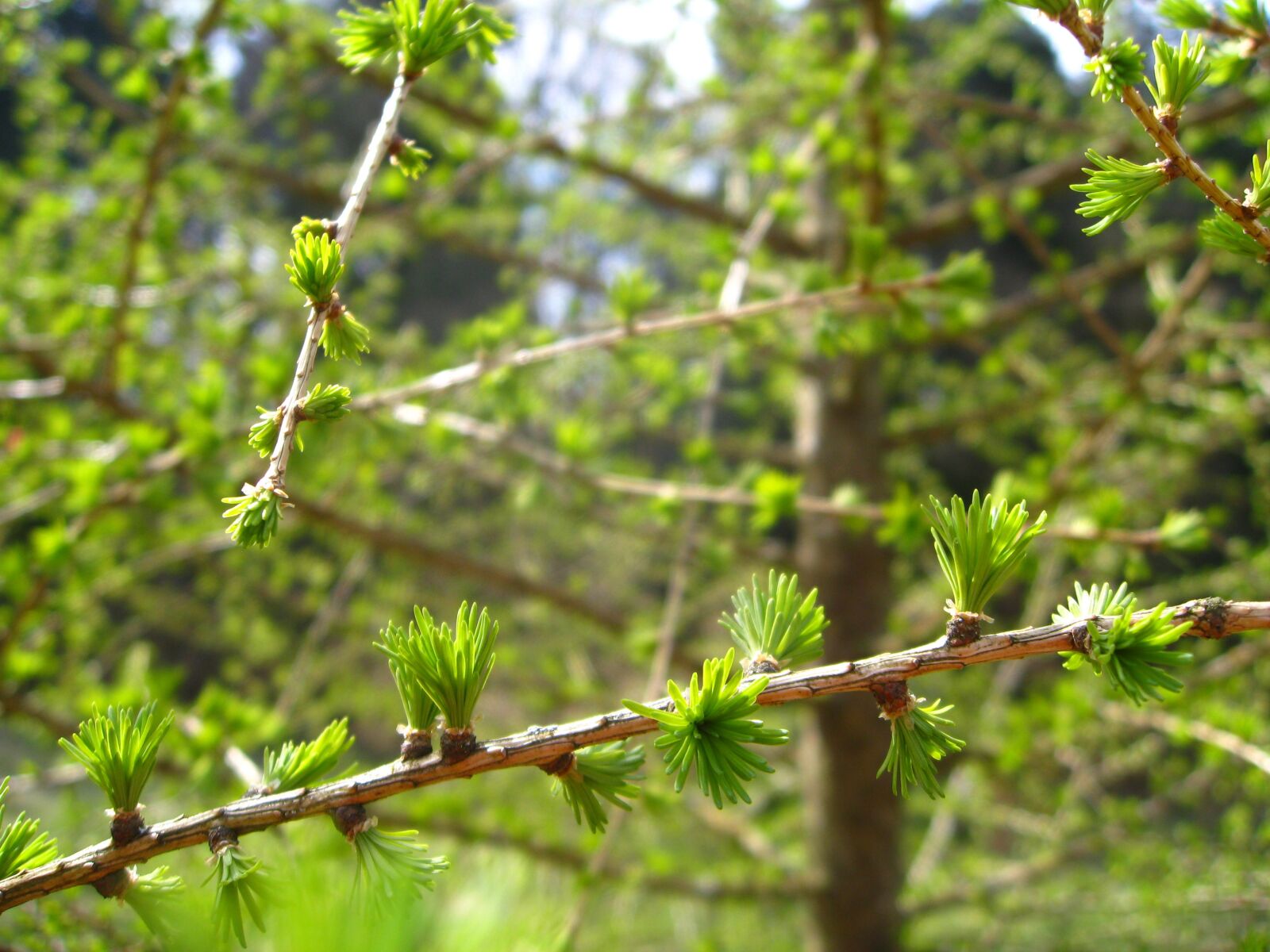 Canon DIGITAL IXUS 950 IS sample photo. Larch, spring, nature photography