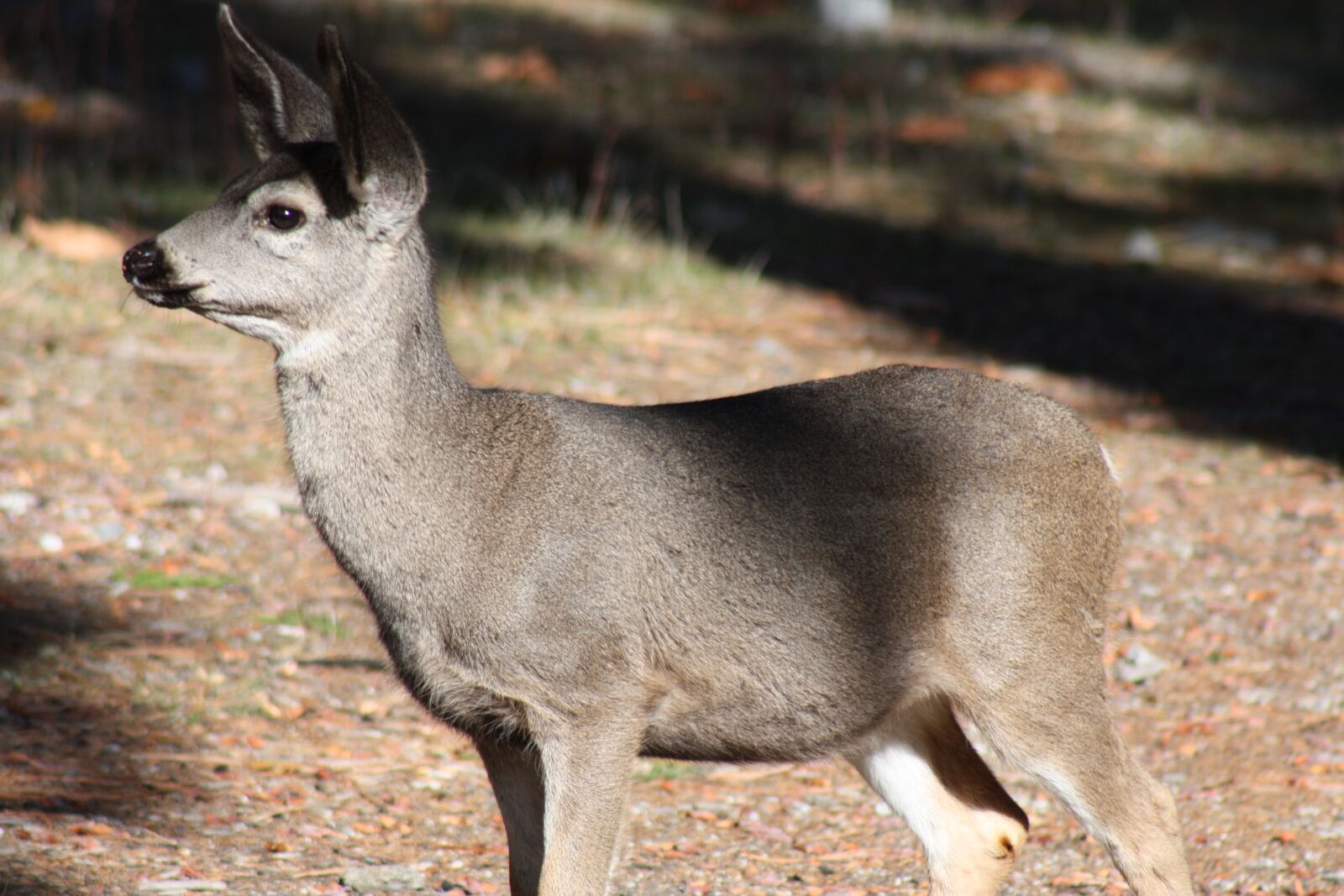 Canon EOS 450D (EOS Rebel XSi / EOS Kiss X2) sample photo. Animal, deer, yosemite photography
