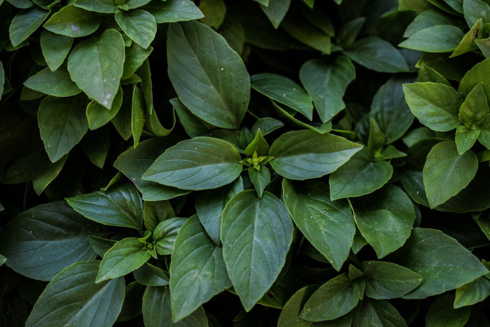 Nikon D3300 sample photo. Basil, plant, herb photography