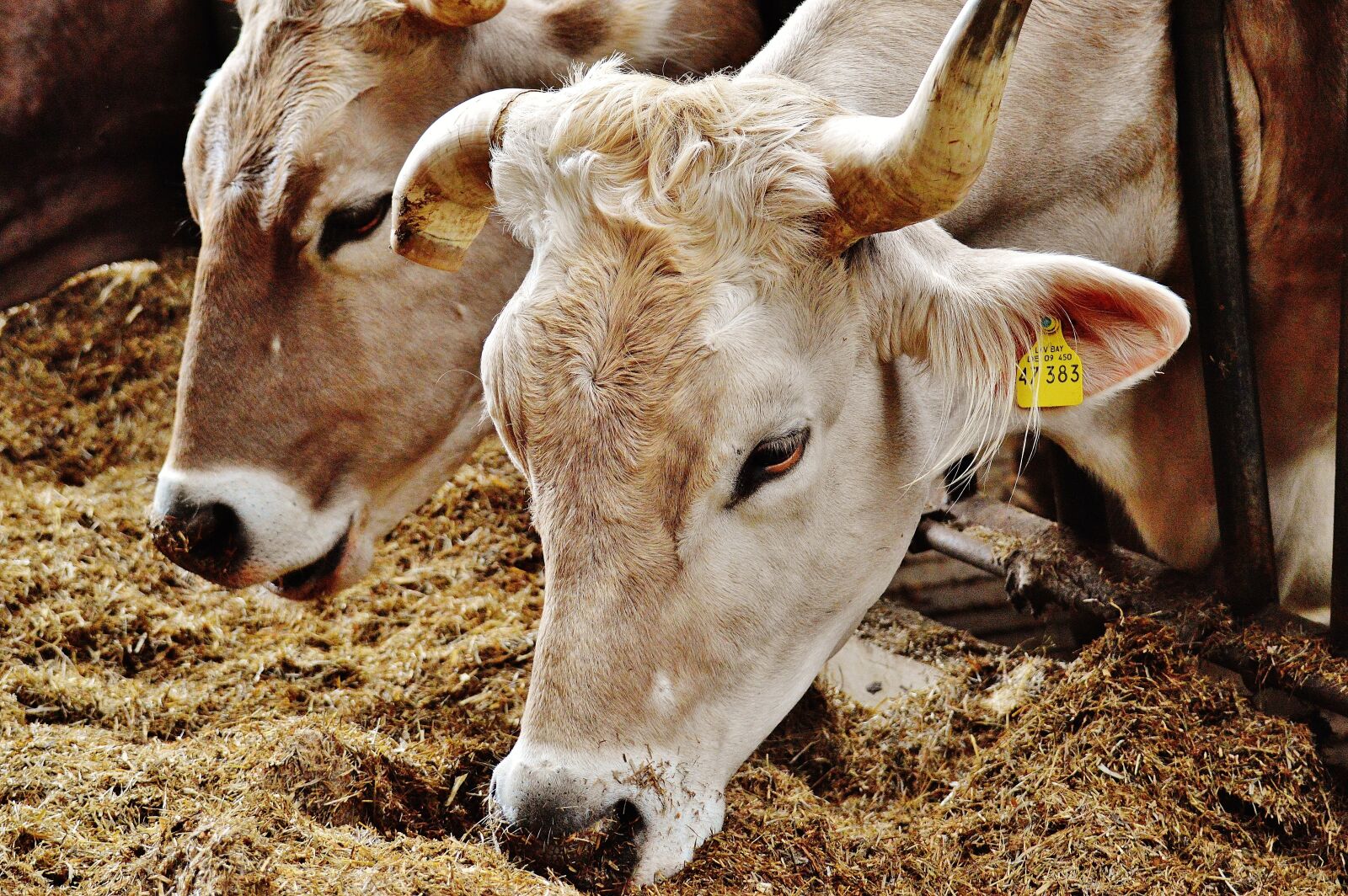 Nikon D3200 sample photo. Cows, animals, farm photography